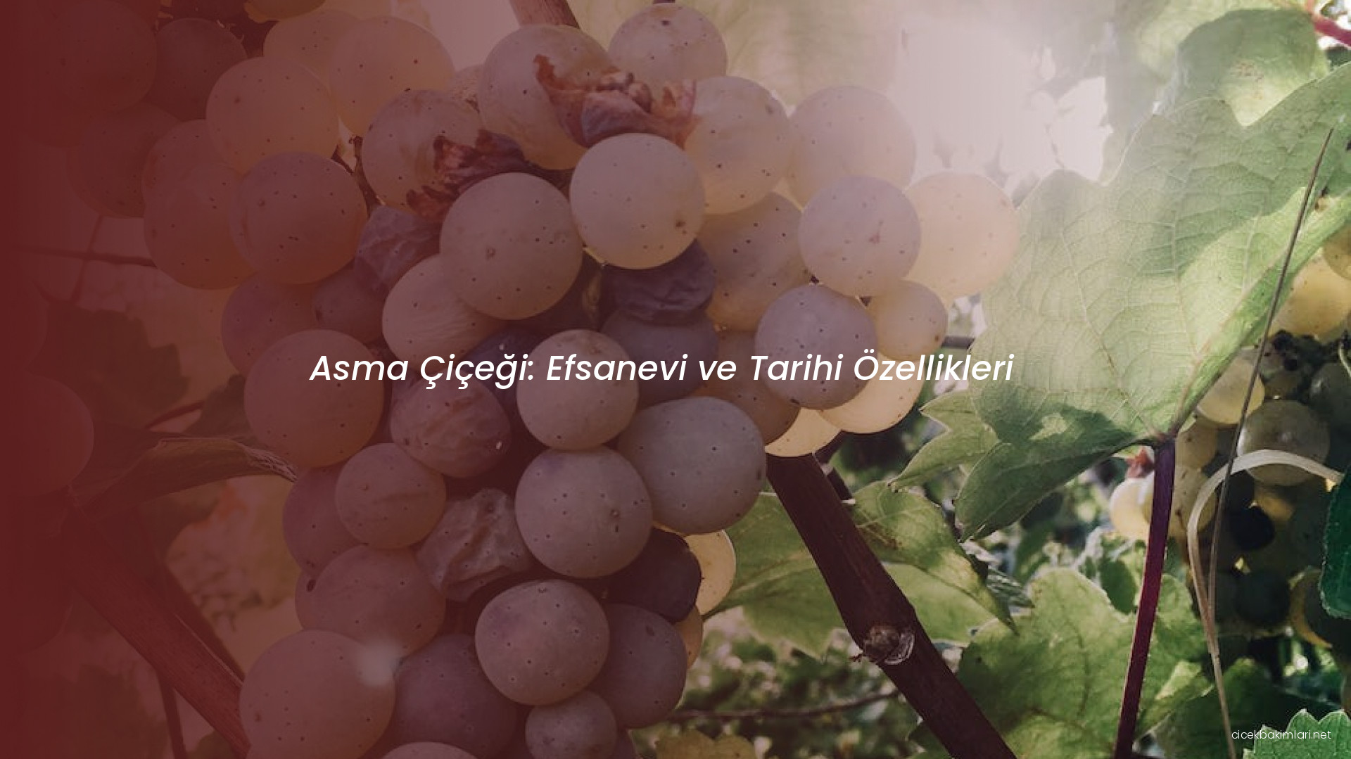 Asma Çiçeği: Efsanevi ve Tarihi Özellikleri