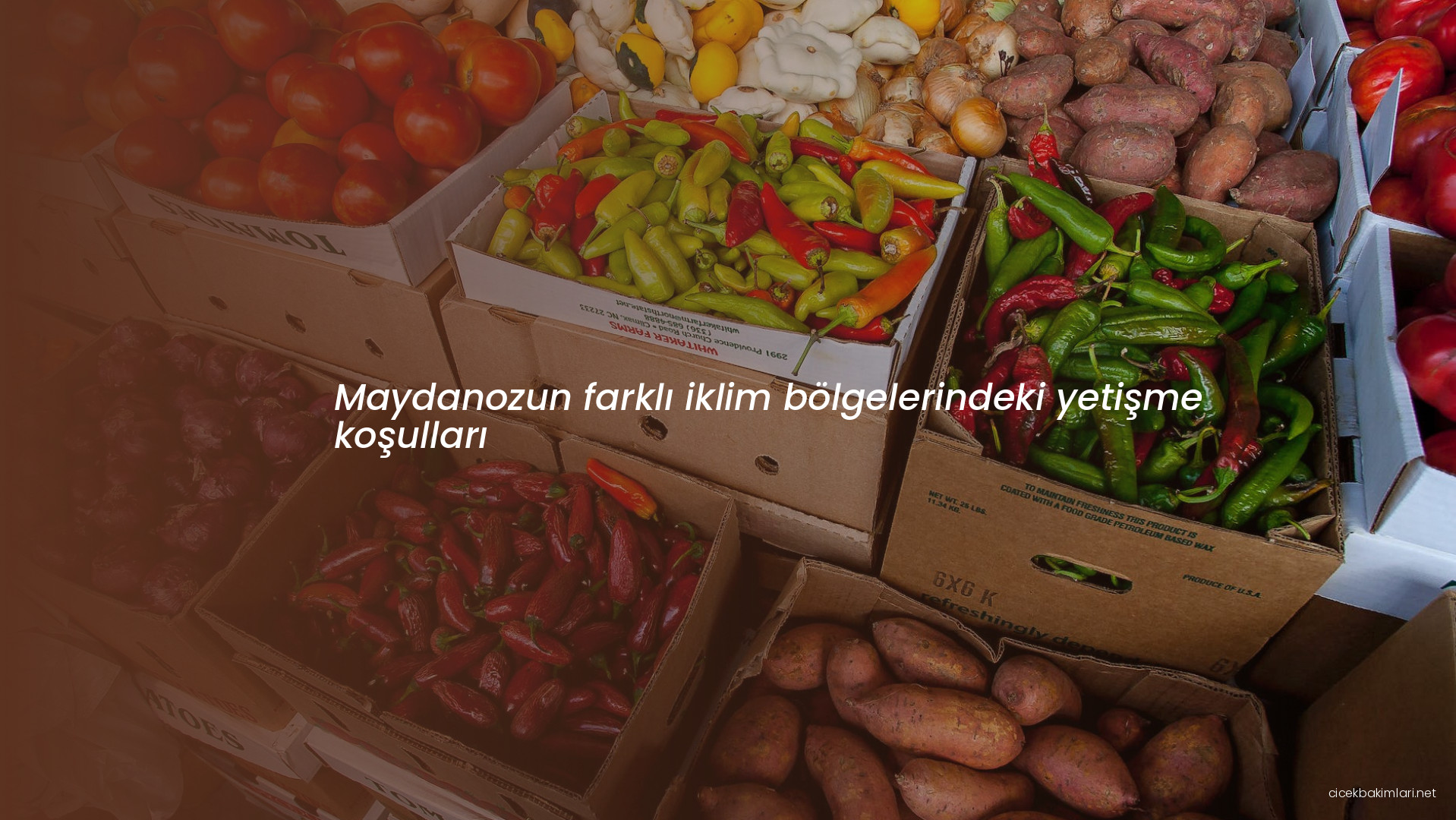 Maydanozun farklı iklim bölgelerindeki yetişme koşulları