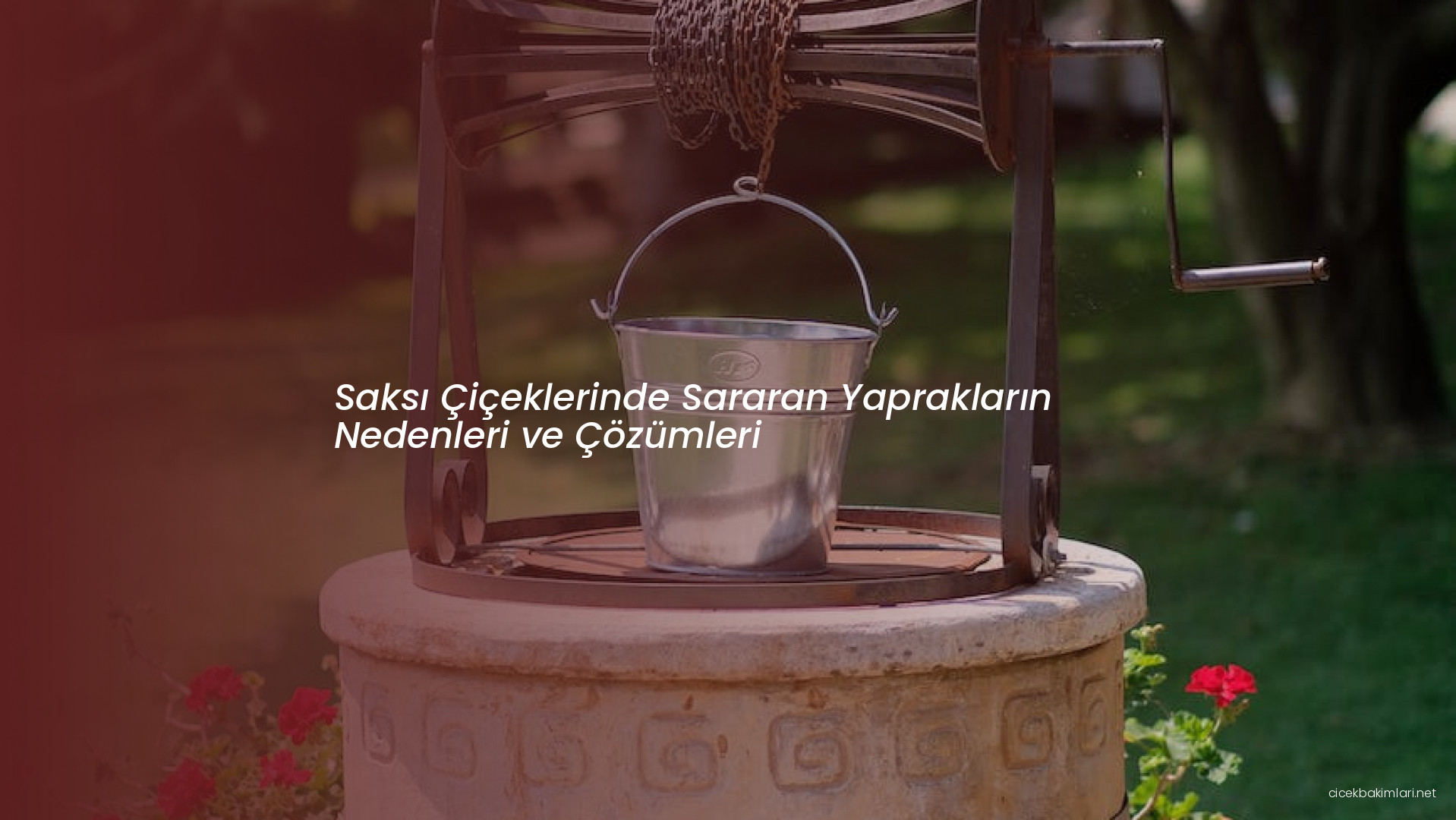 Saksı Çiçeklerinde Sararan Yaprakların Nedenleri ve Çözümleri