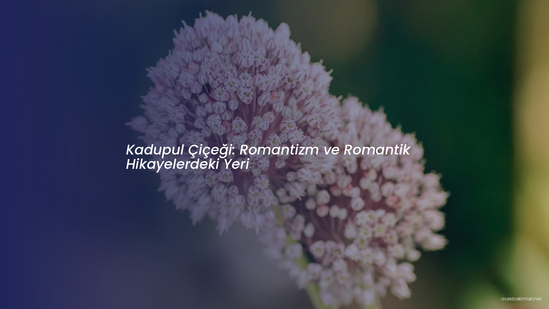 Kadupul Çiçeği: Romantizm ve Romantik Hikayelerdeki Yeri