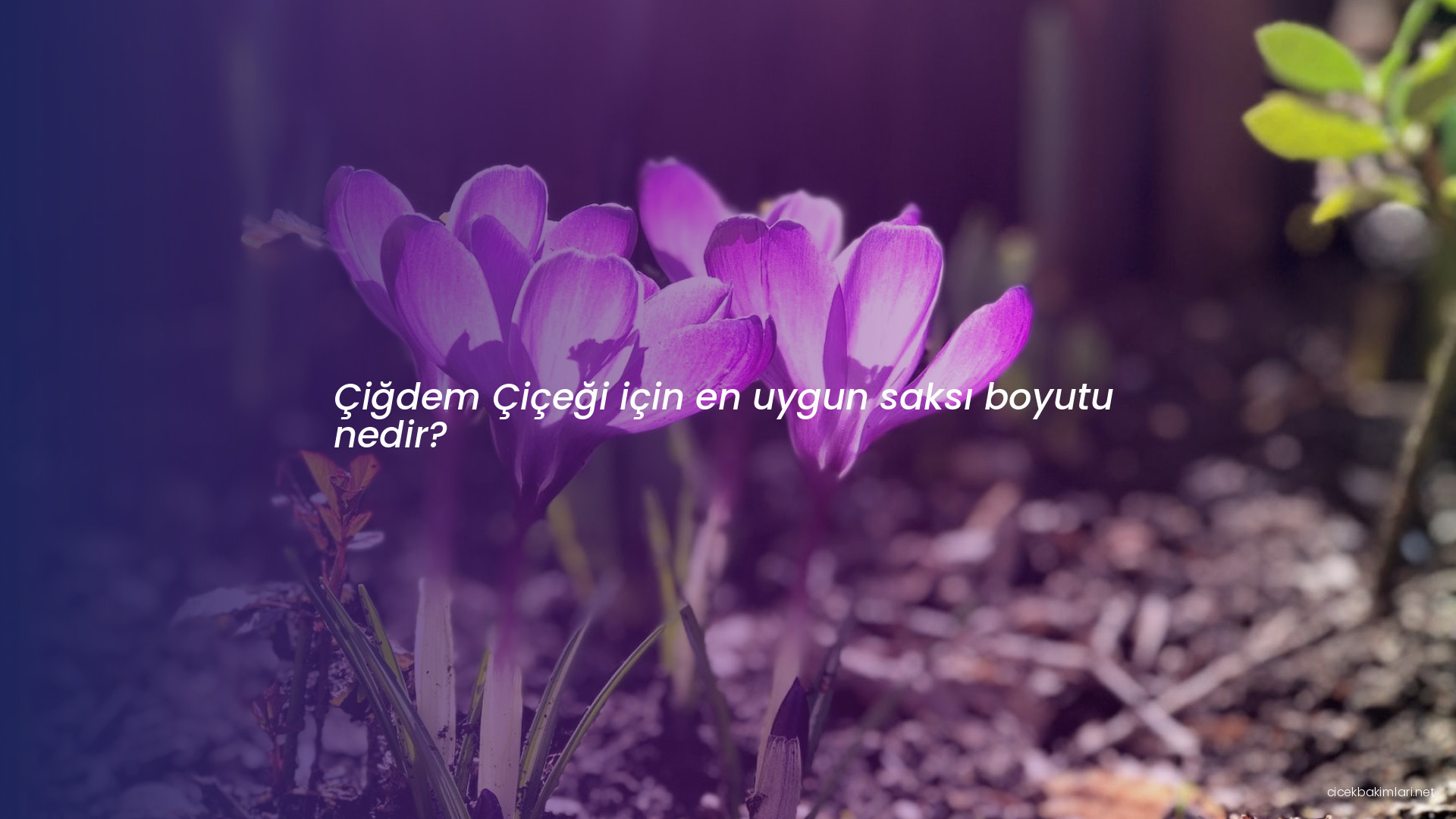 Çiğdem Çiçeği için en uygun saksı boyutu nedir?