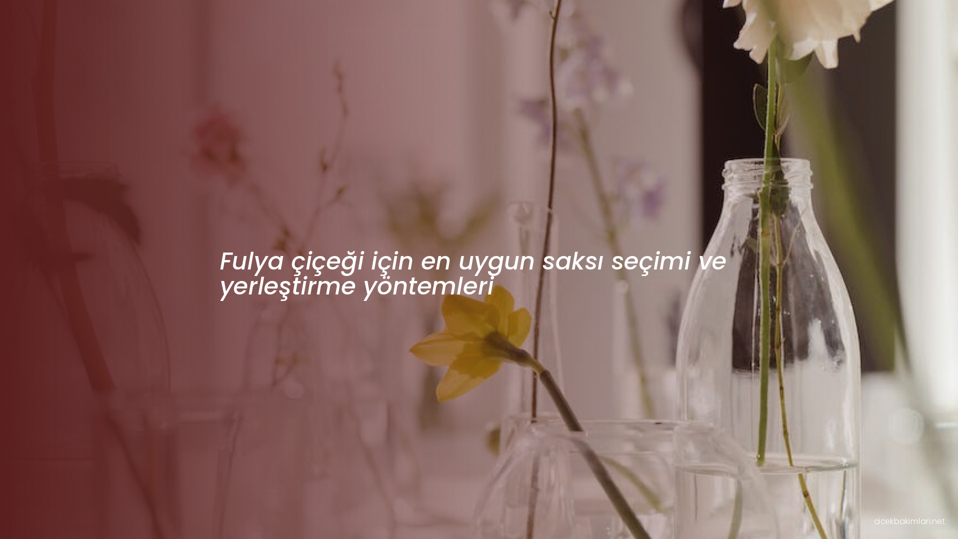 Fulya çiçeği için en uygun saksı seçimi ve yerleştirme yöntemleri