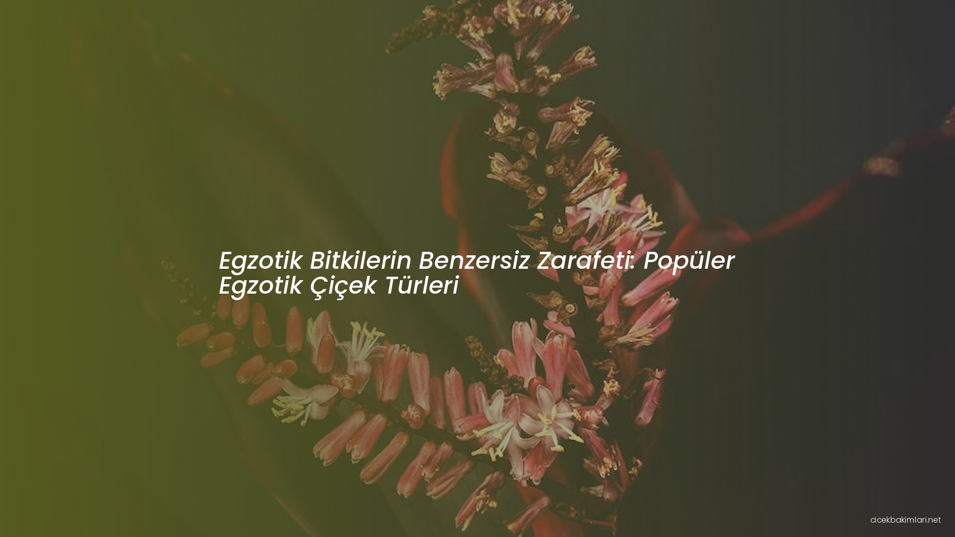 Egzotik Bitkilerin Benzersiz Zarafeti: Popüler Egzotik Çiçek Türleri