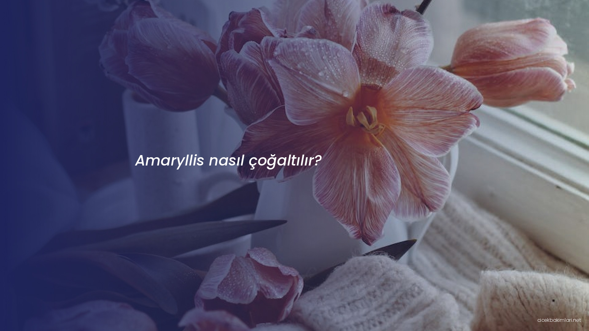Amaryllis nasıl çoğaltılır?
