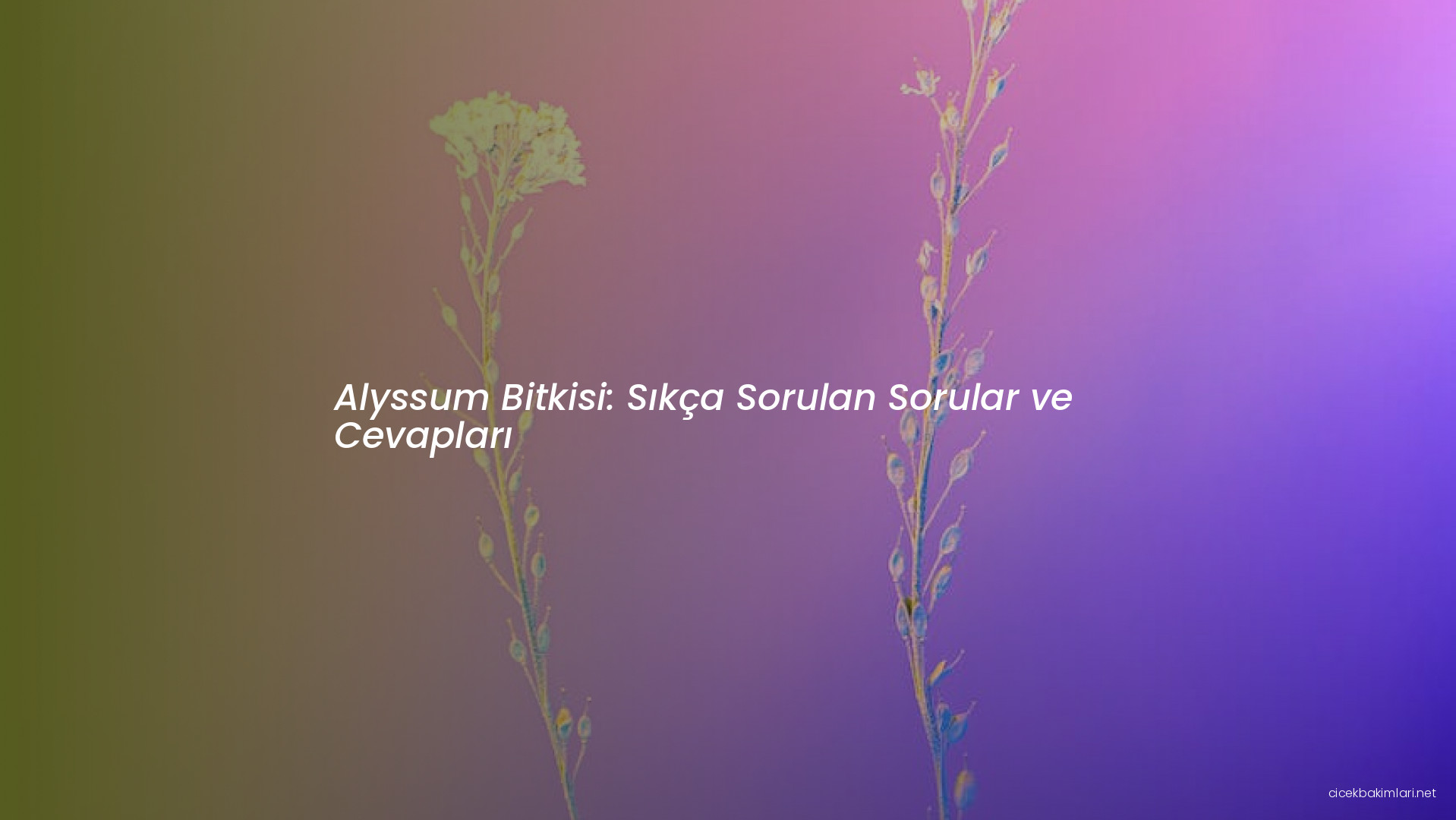 Alyssum Bitkisi: Sıkça Sorulan Sorular ve Cevapları