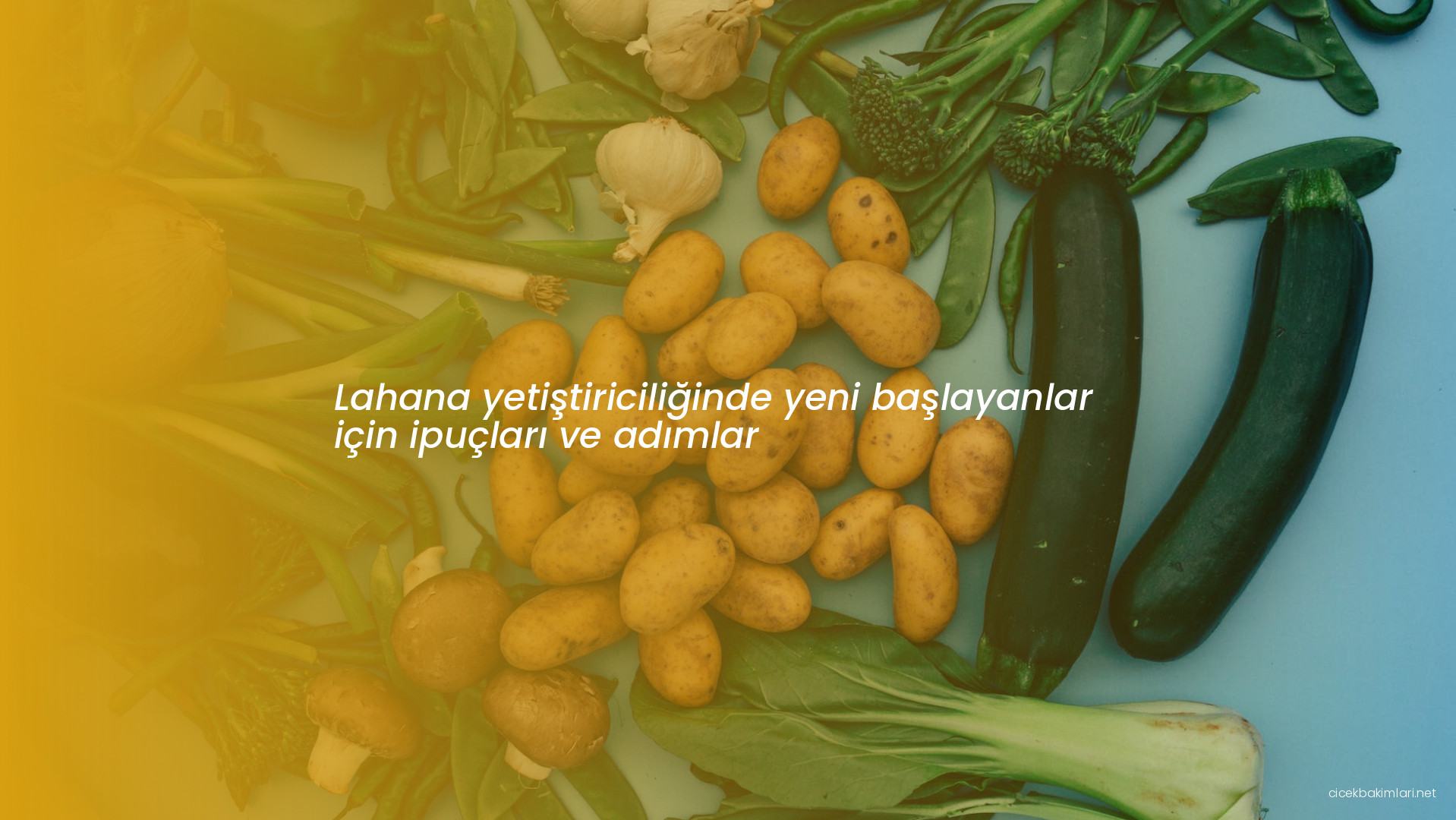 Lahana yetiştiriciliğinde yeni başlayanlar için ipuçları ve adımlar