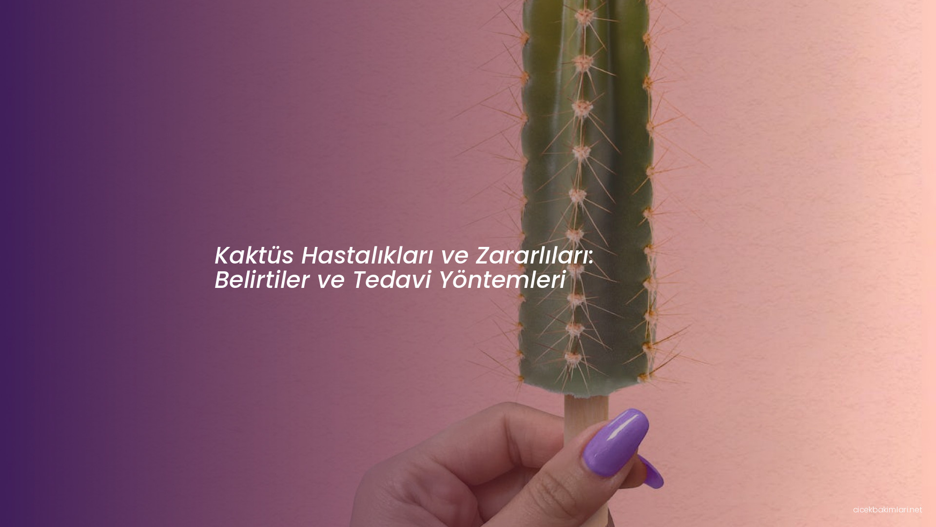 Kaktüs Hastalıkları ve Zararlıları: Belirtiler ve Tedavi Yöntemleri