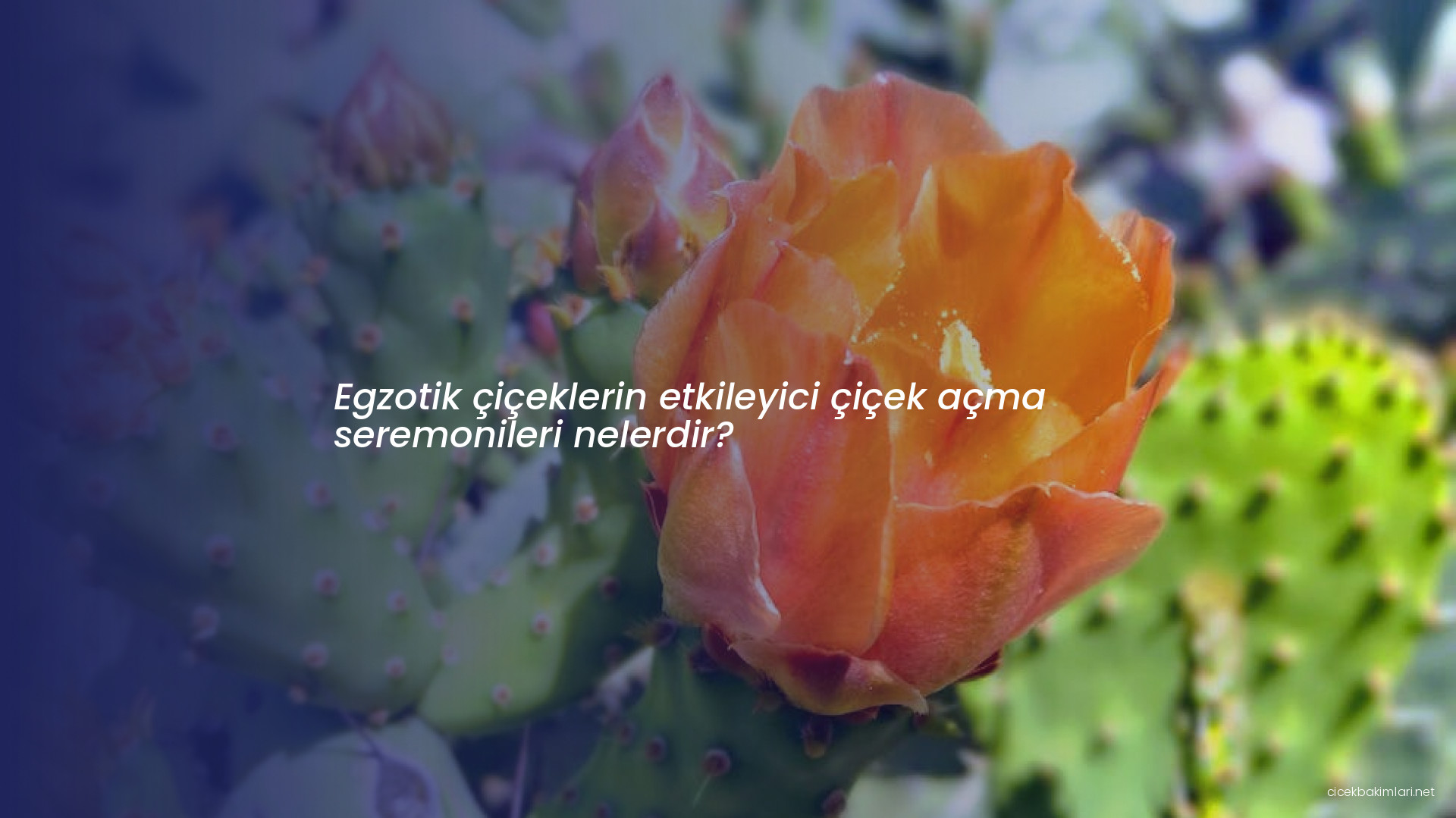 Egzotik çiçeklerin etkileyici çiçek açma seremonileri nelerdir?