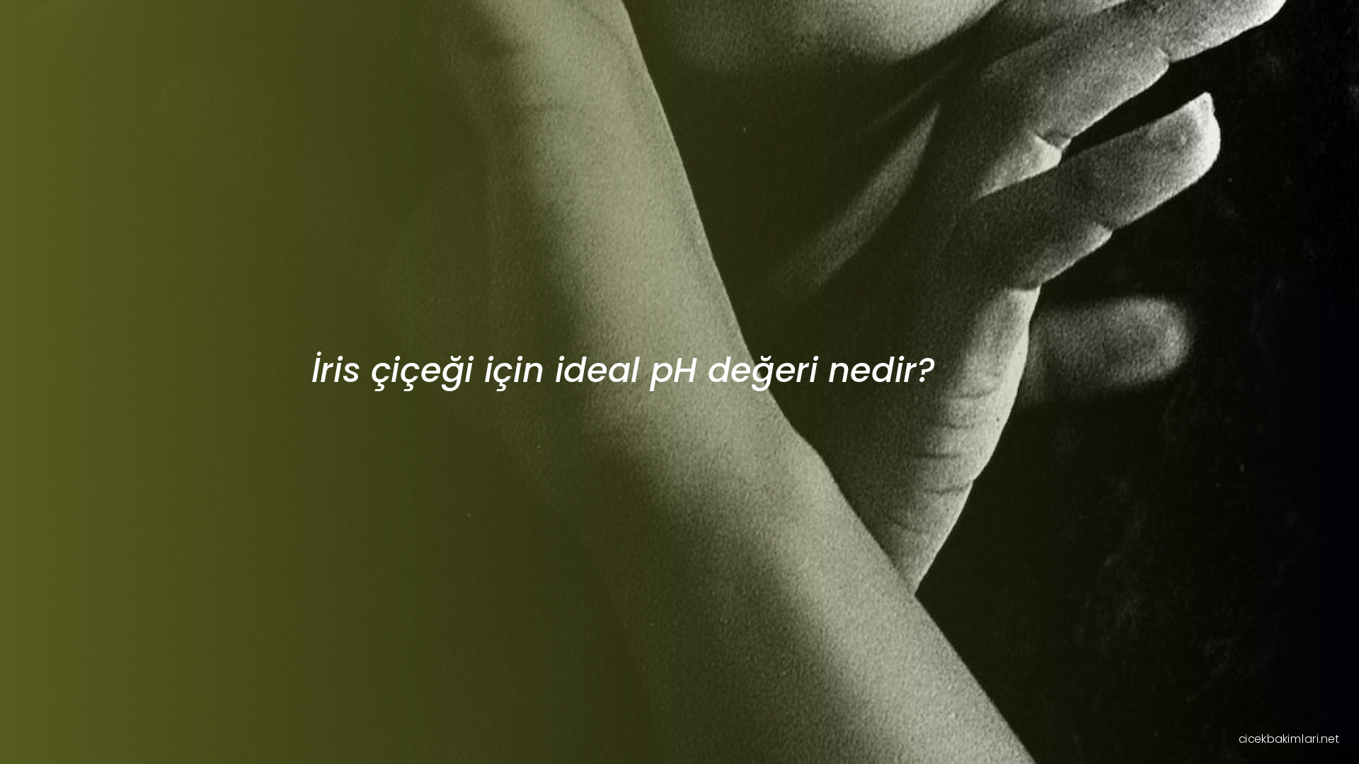 İris çiçeği için ideal pH değeri nedir?