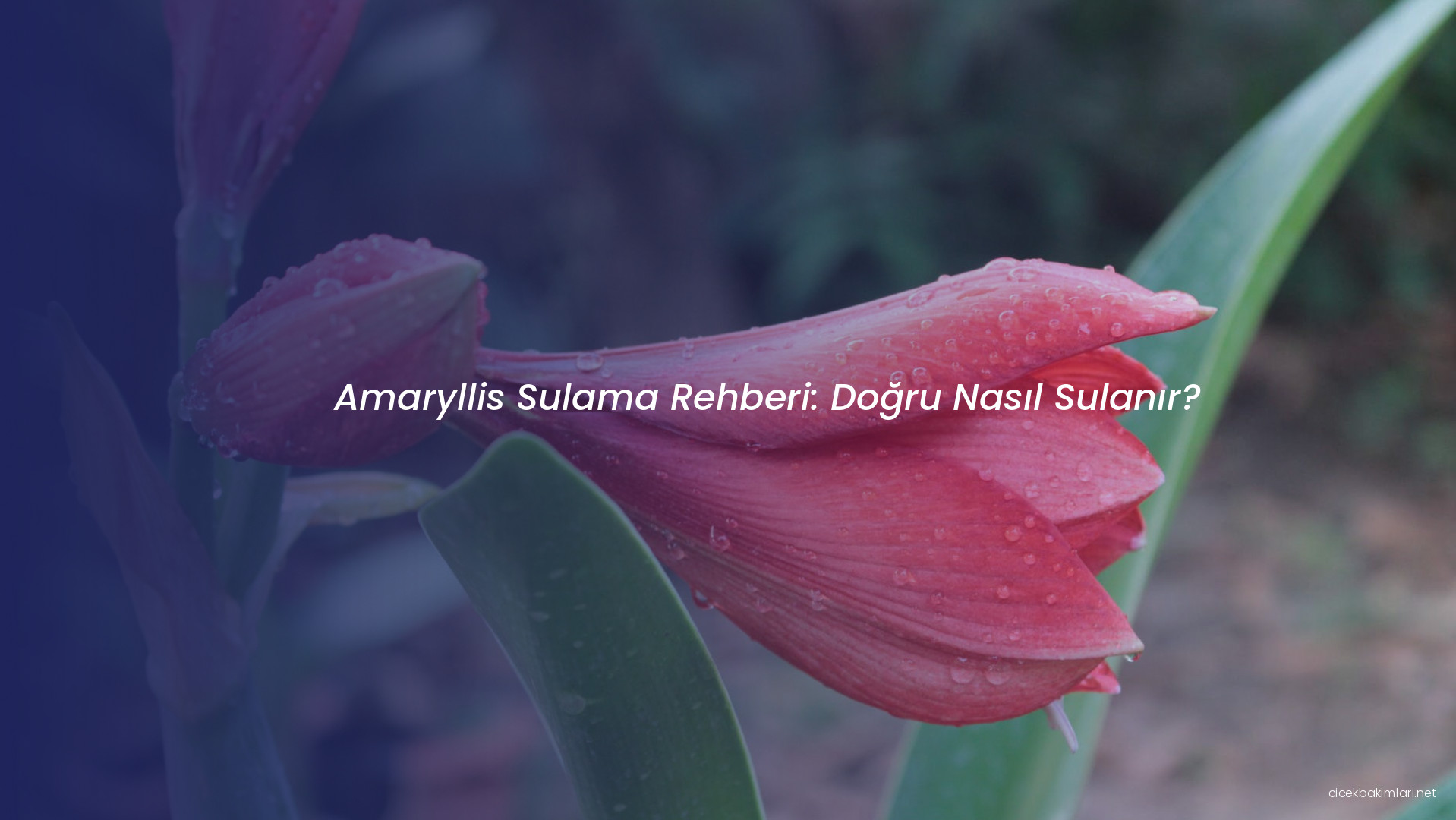 Amaryllis Sulama Rehberi: Doğru Nasıl Sulanır?