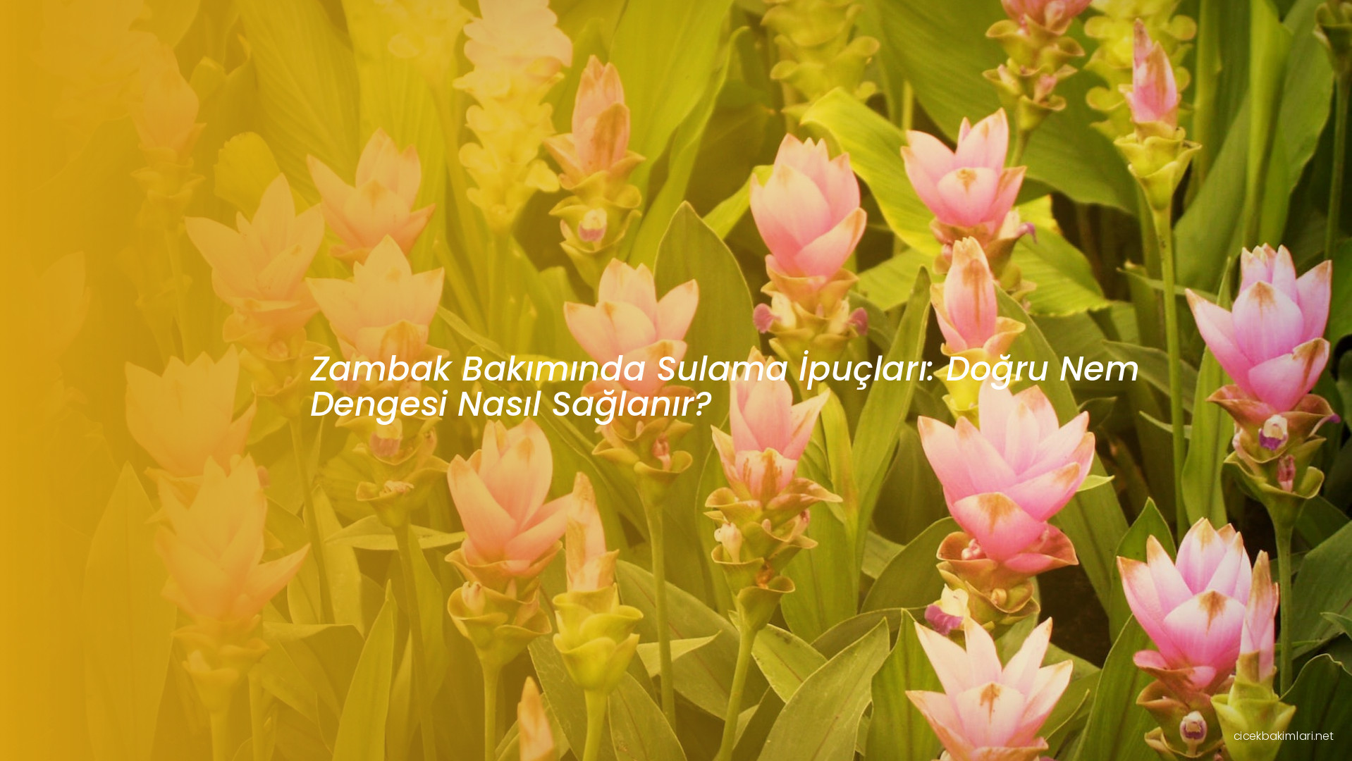 Zambak Bakımında Sulama İpuçları: Doğru Nem Dengesi Nasıl Sağlanır?