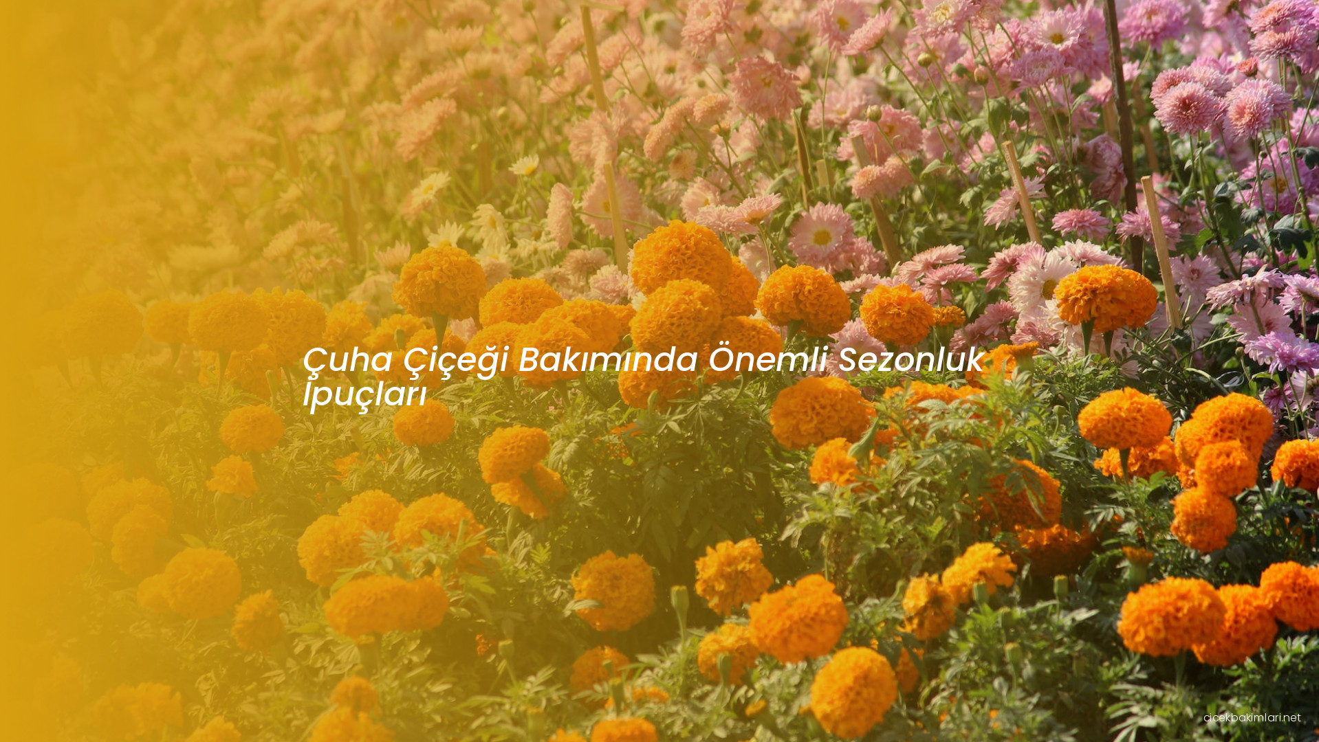 Çuha Çiçeği Bakımında Önemli Sezonluk İpuçları