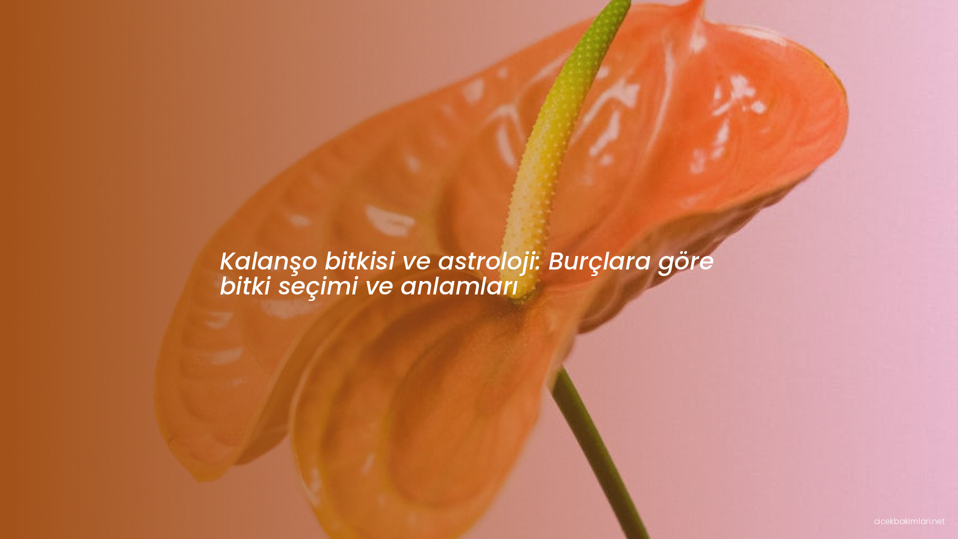 Kalanşo bitkisi ve astroloji: Burçlara göre bitki seçimi ve anlamları