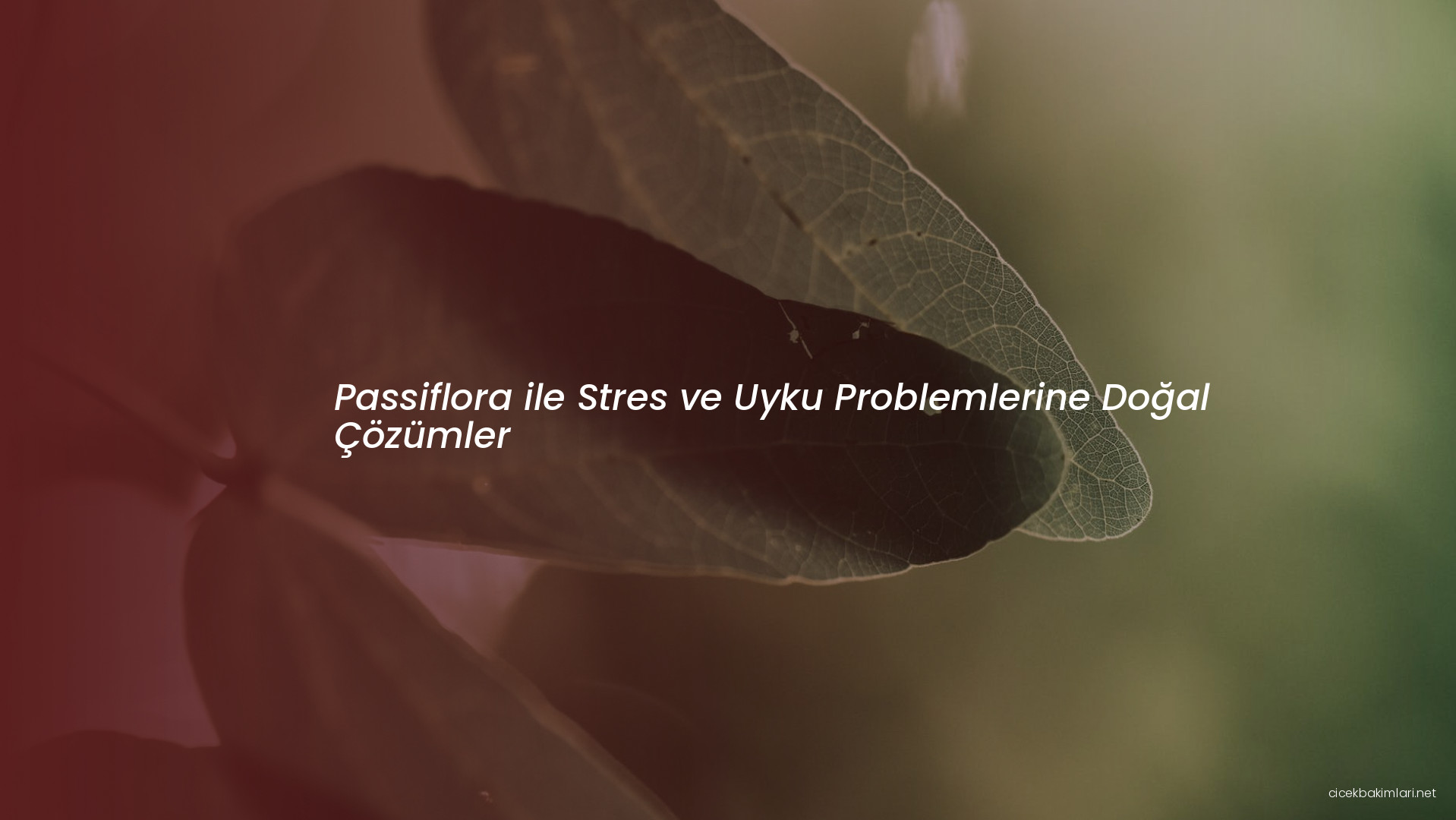 Passiflora ile Stres ve Uyku Problemlerine Doğal Çözümler