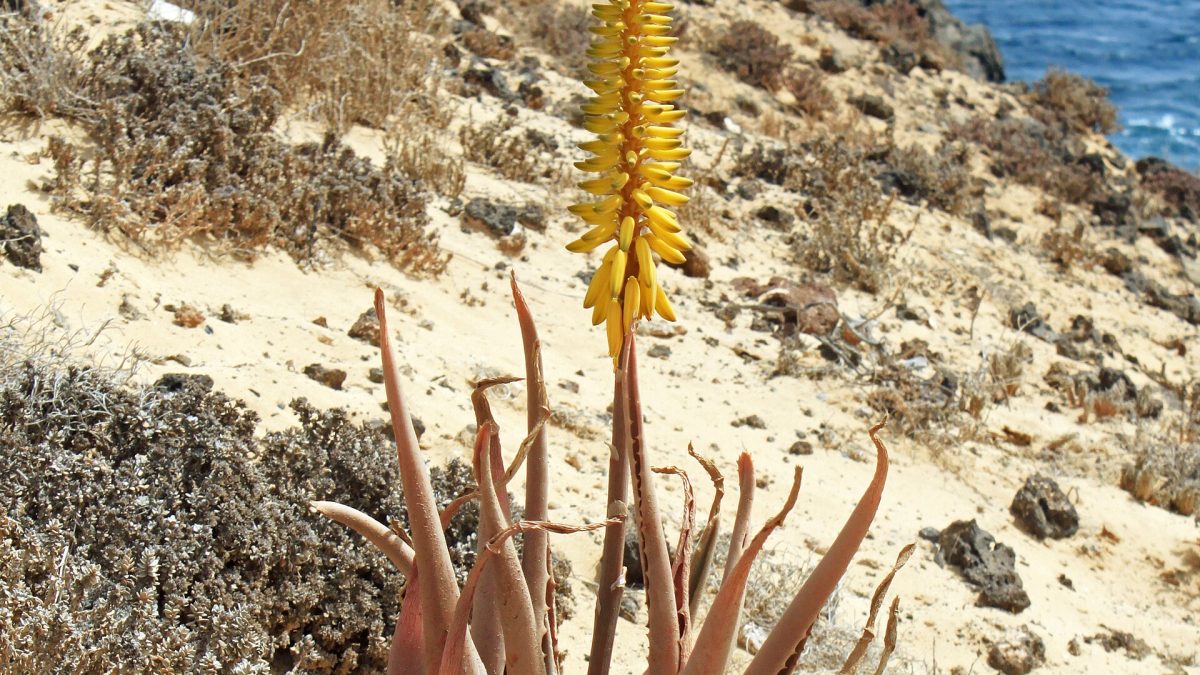 Aloe Vera