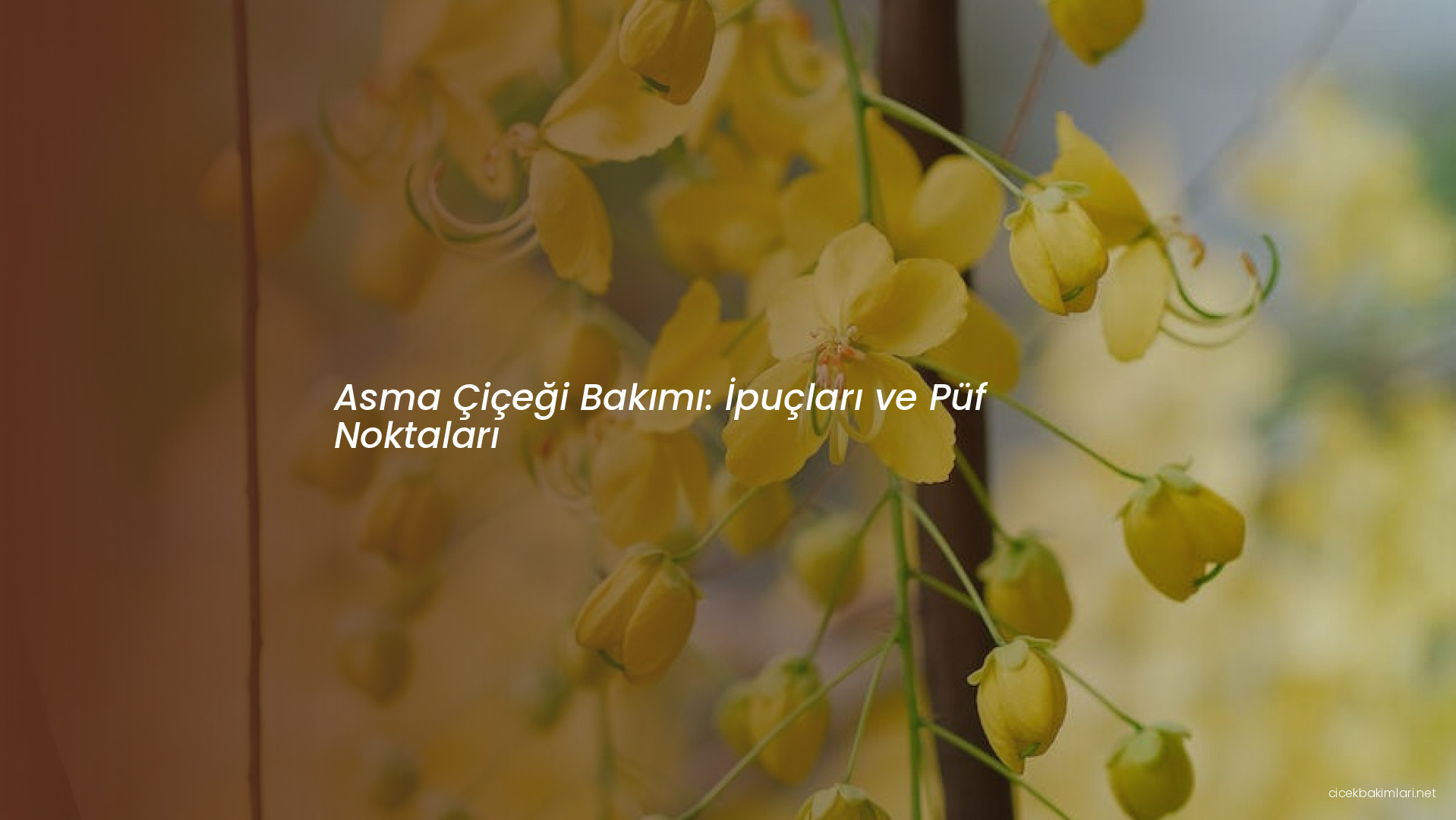 Asma Çiçeği Bakımı: İpuçları ve Püf Noktaları