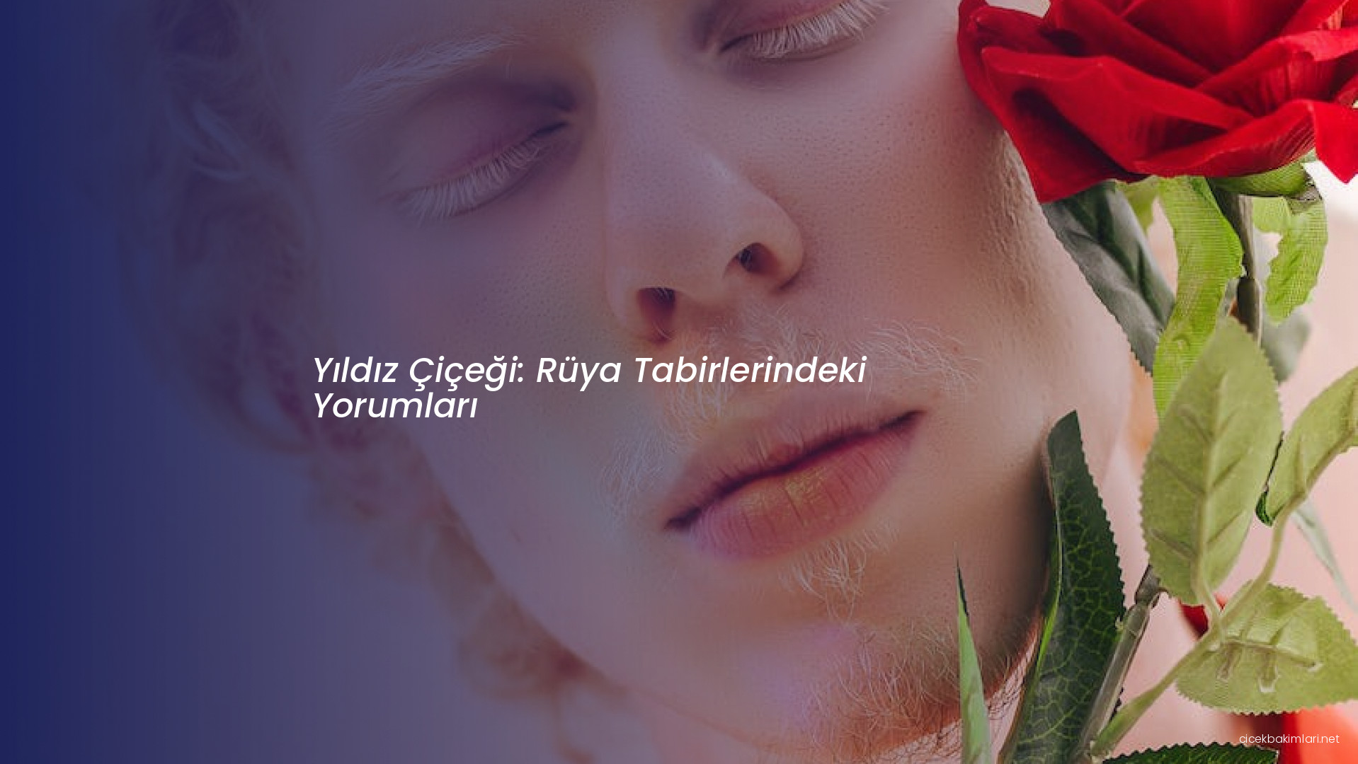 Yıldız Çiçeği: Rüya Tabirlerindeki Yorumları