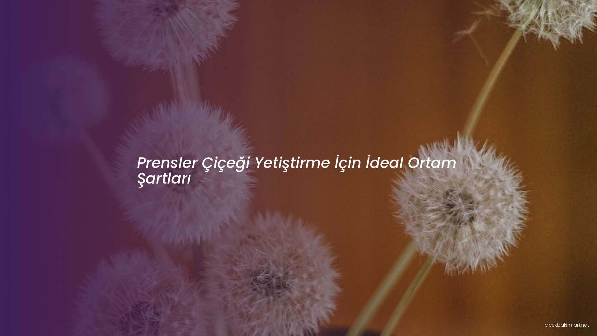 Prensler Çiçeği Yetiştirme İçin İdeal Ortam Şartları