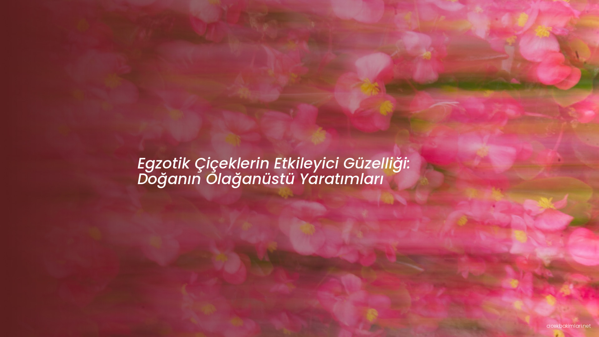 Egzotik Çiçeklerin Etkileyici Güzelliği: Doğanın Olağanüstü Yaratımları