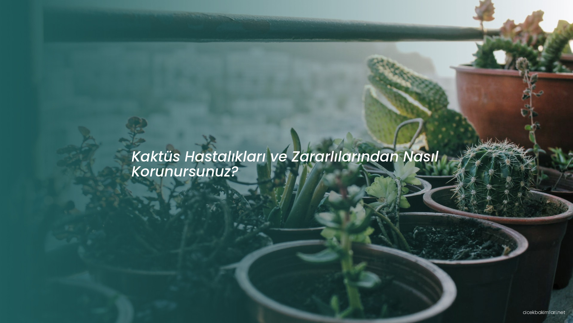 Kaktüs Hastalıkları ve Zararlılarından Nasıl Korunursunuz?