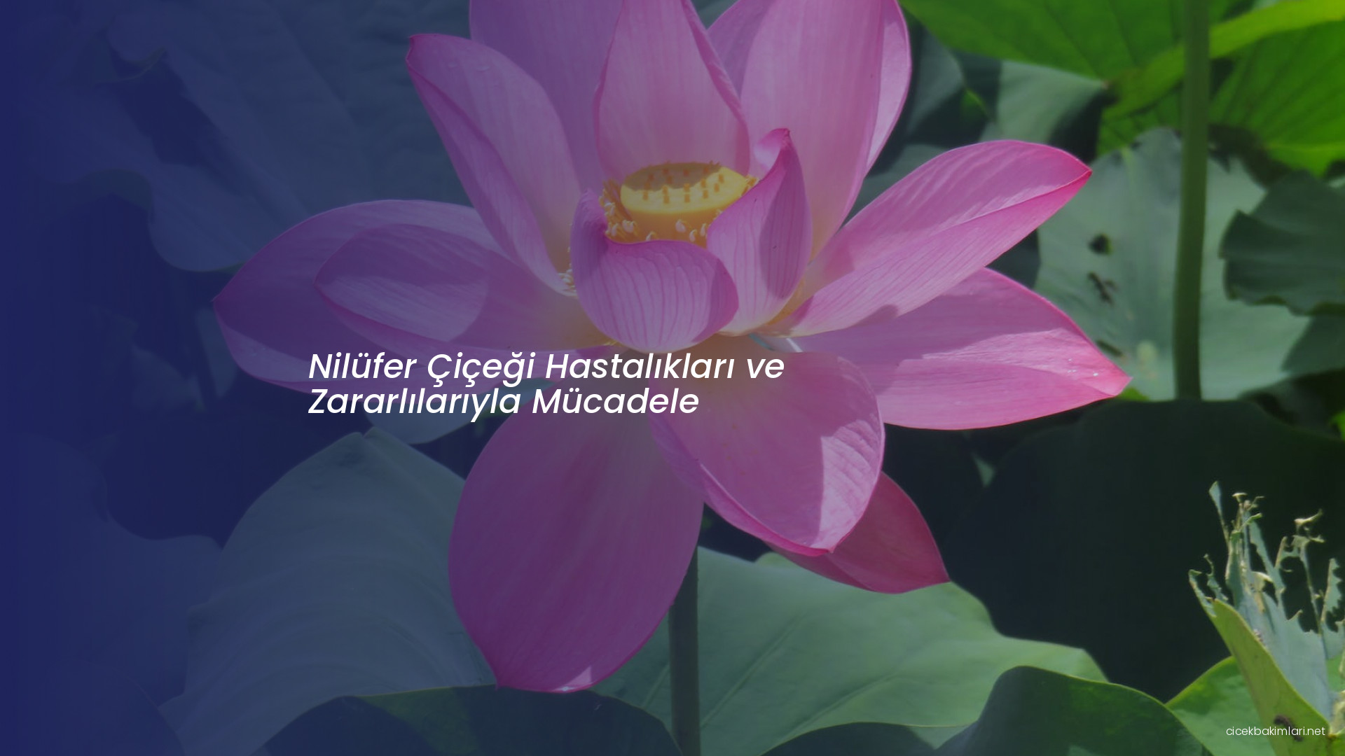 Nilüfer Çiçeği Hastalıkları ve Zararlılarıyla Mücadele