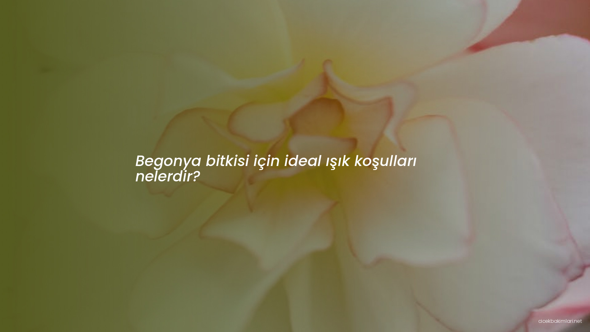 Begonya bitkisi için ideal ışık koşulları nelerdir?