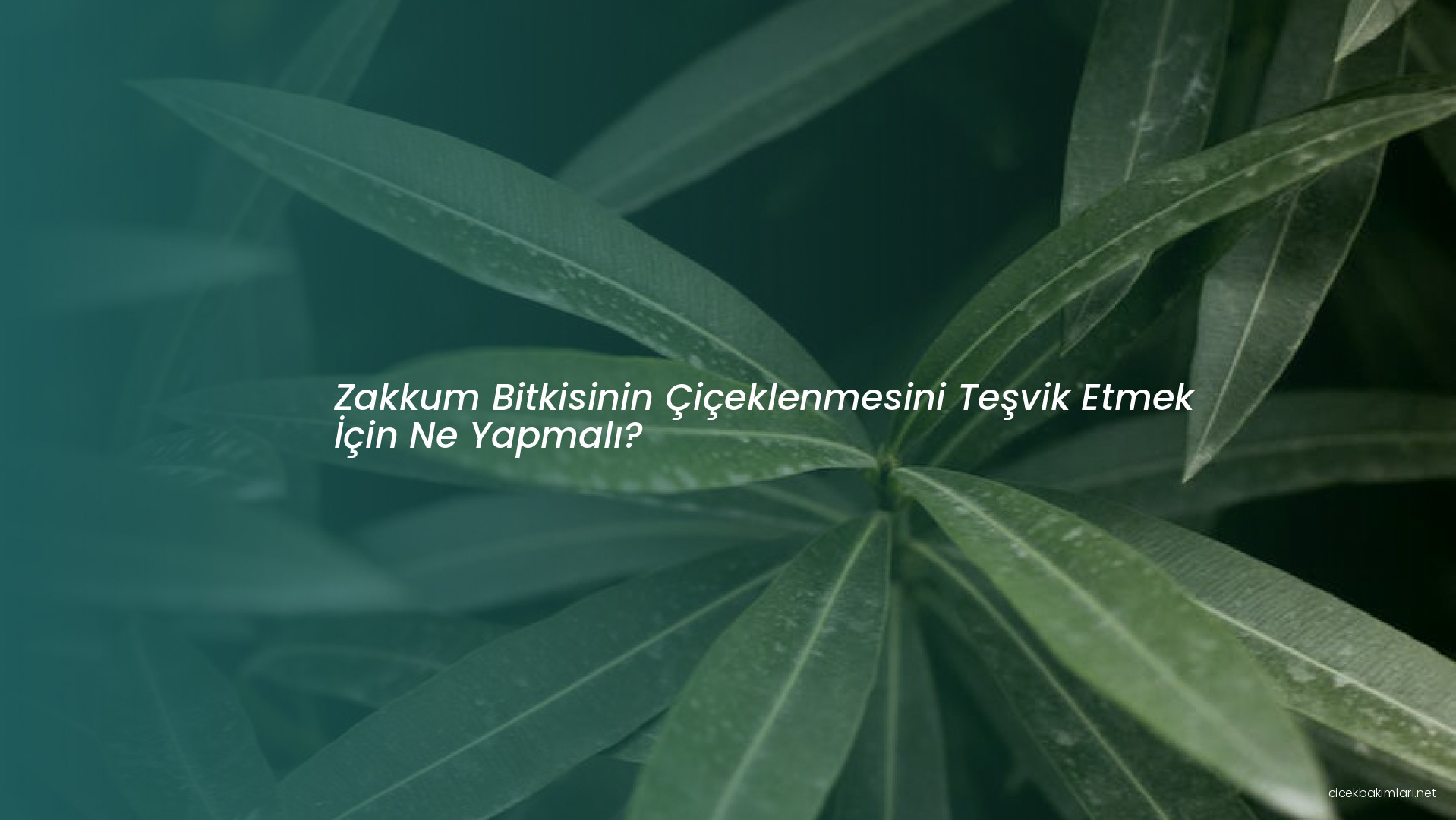 Zakkum Bitkisinin Çiçeklenmesini Teşvik Etmek İçin Ne Yapmalı?