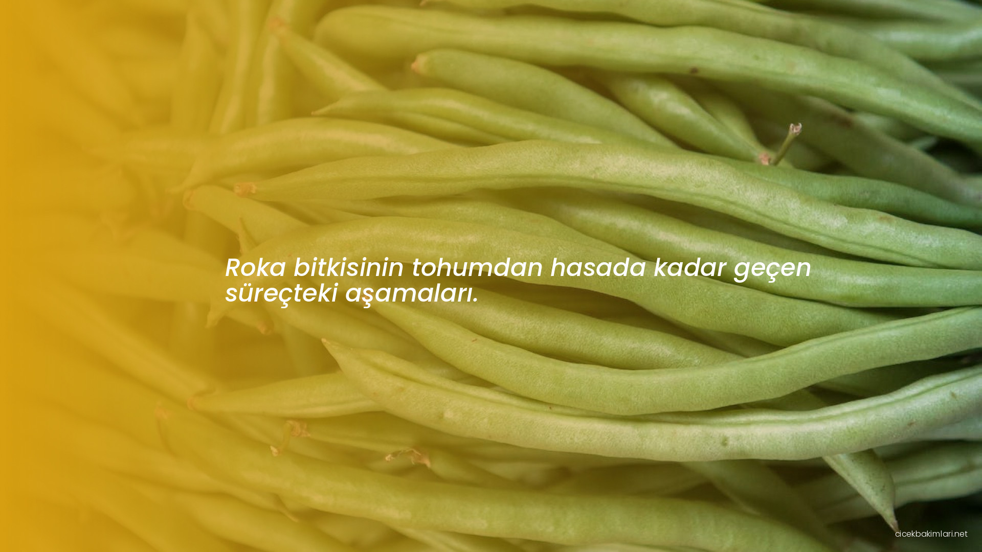 Roka bitkisinin tohumdan hasada kadar geçen süreçteki aşamaları.