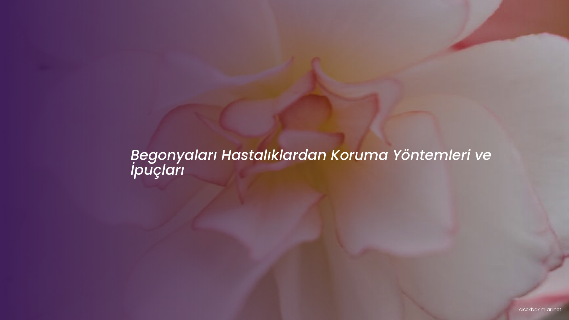 Begonyaları Hastalıklardan Koruma Yöntemleri ve İpuçları