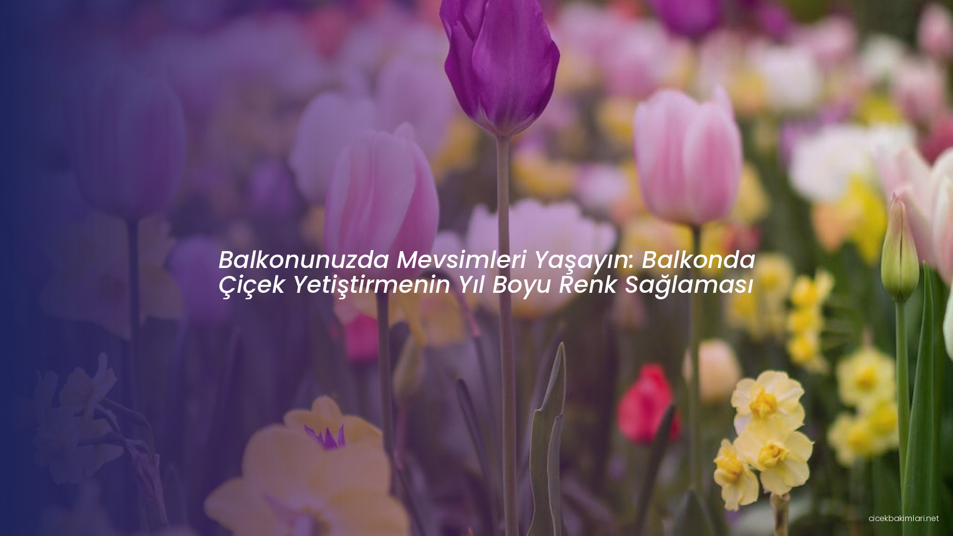 Balkonunuzda Mevsimleri Yaşayın: Balkonda Çiçek Yetiştirmenin Yıl Boyu Renk Sağlaması