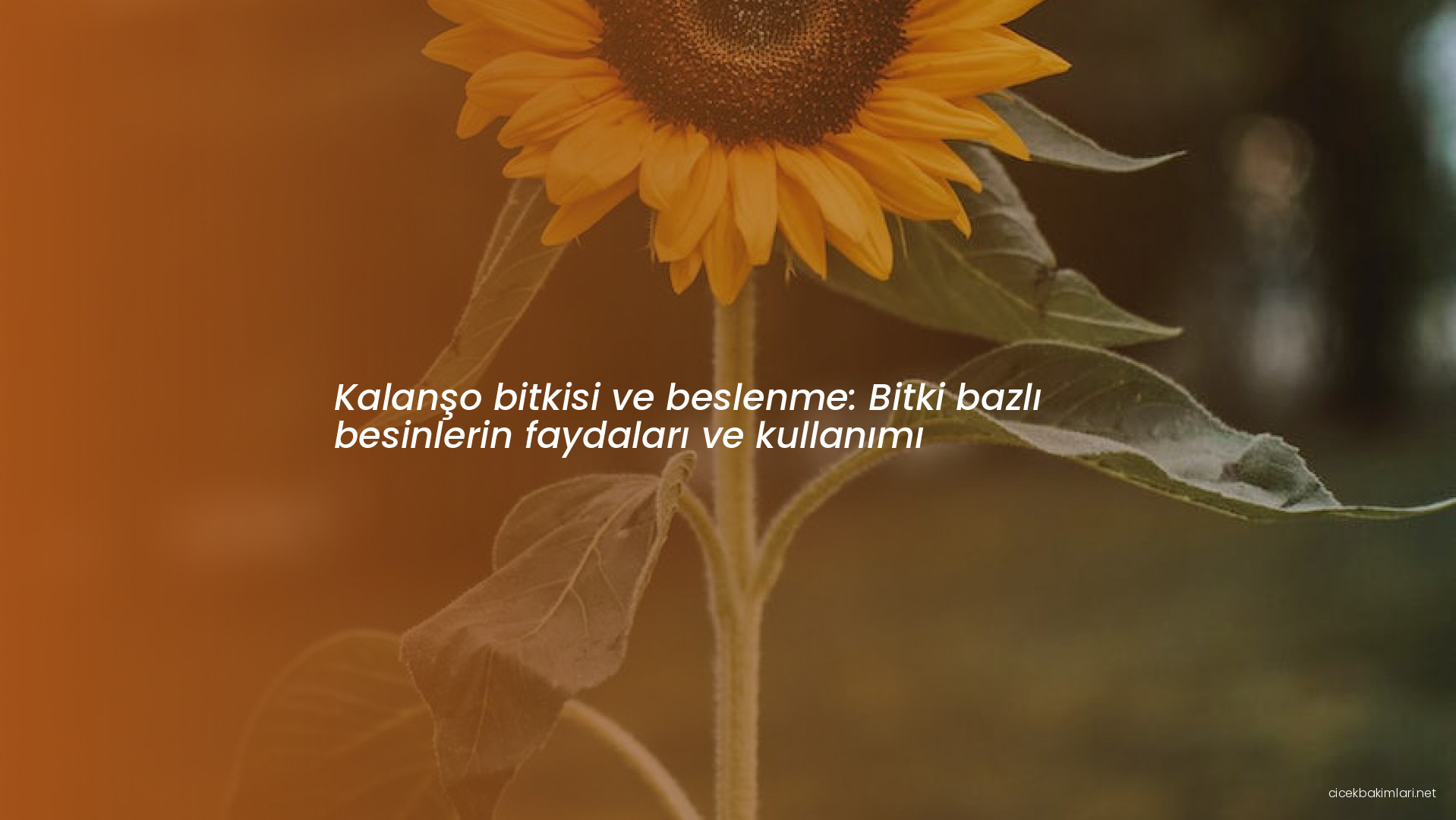 Kalanşo bitkisi ve beslenme: Bitki bazlı besinlerin faydaları ve kullanımı