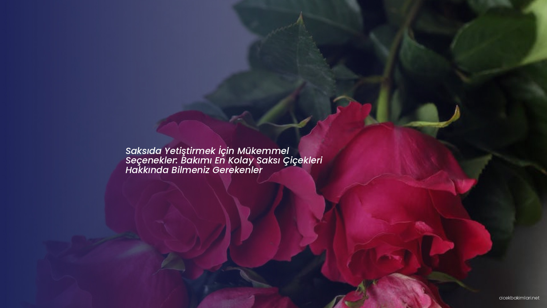 Saksıda Yetiştirmek İçin Mükemmel Seçenekler: Bakımı En Kolay Saksı Çiçekleri Hakkında Bilmeniz Gerekenler