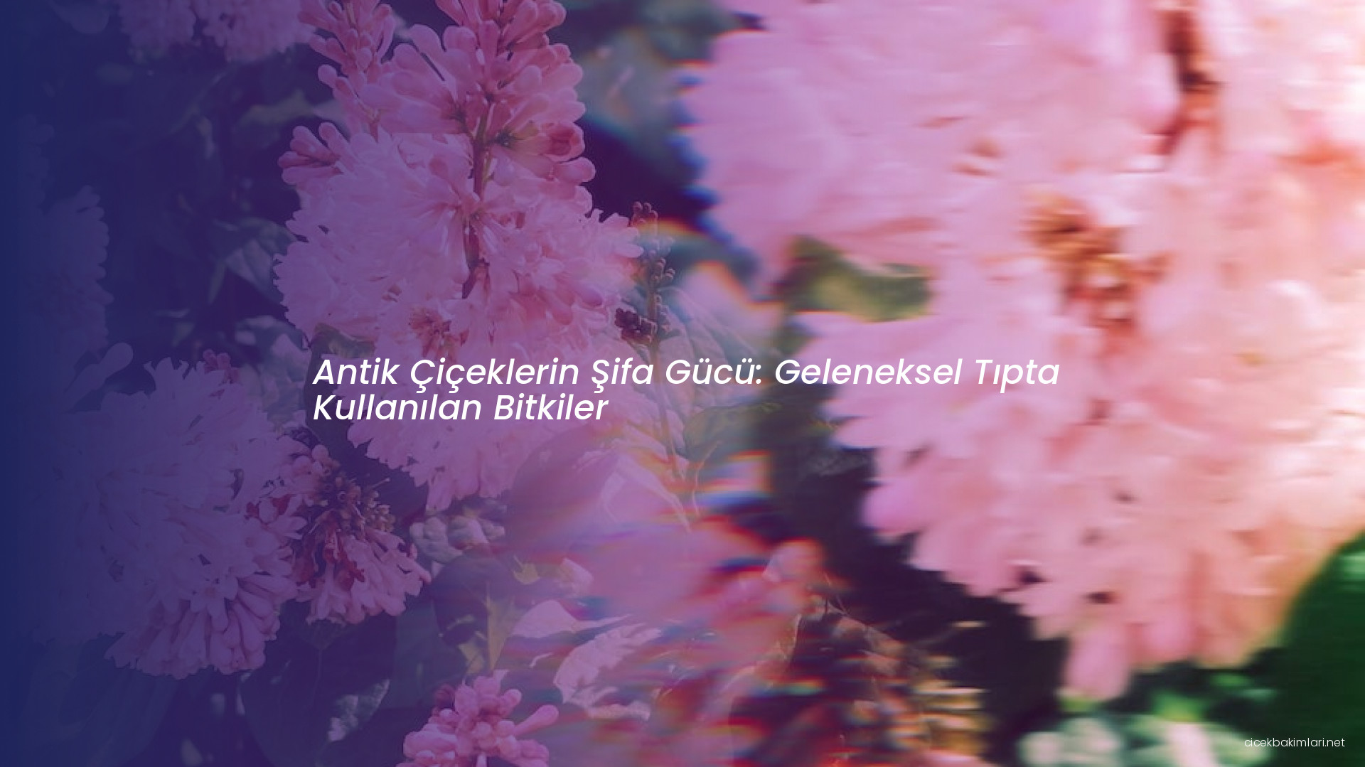 Antik Çiçeklerin Şifa Gücü: Geleneksel Tıpta Kullanılan Bitkiler