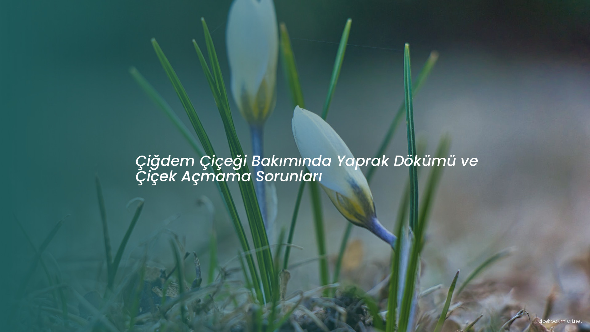 Çiğdem Çiçeği Bakımında Yaprak Dökümü ve Çiçek Açmama Sorunları