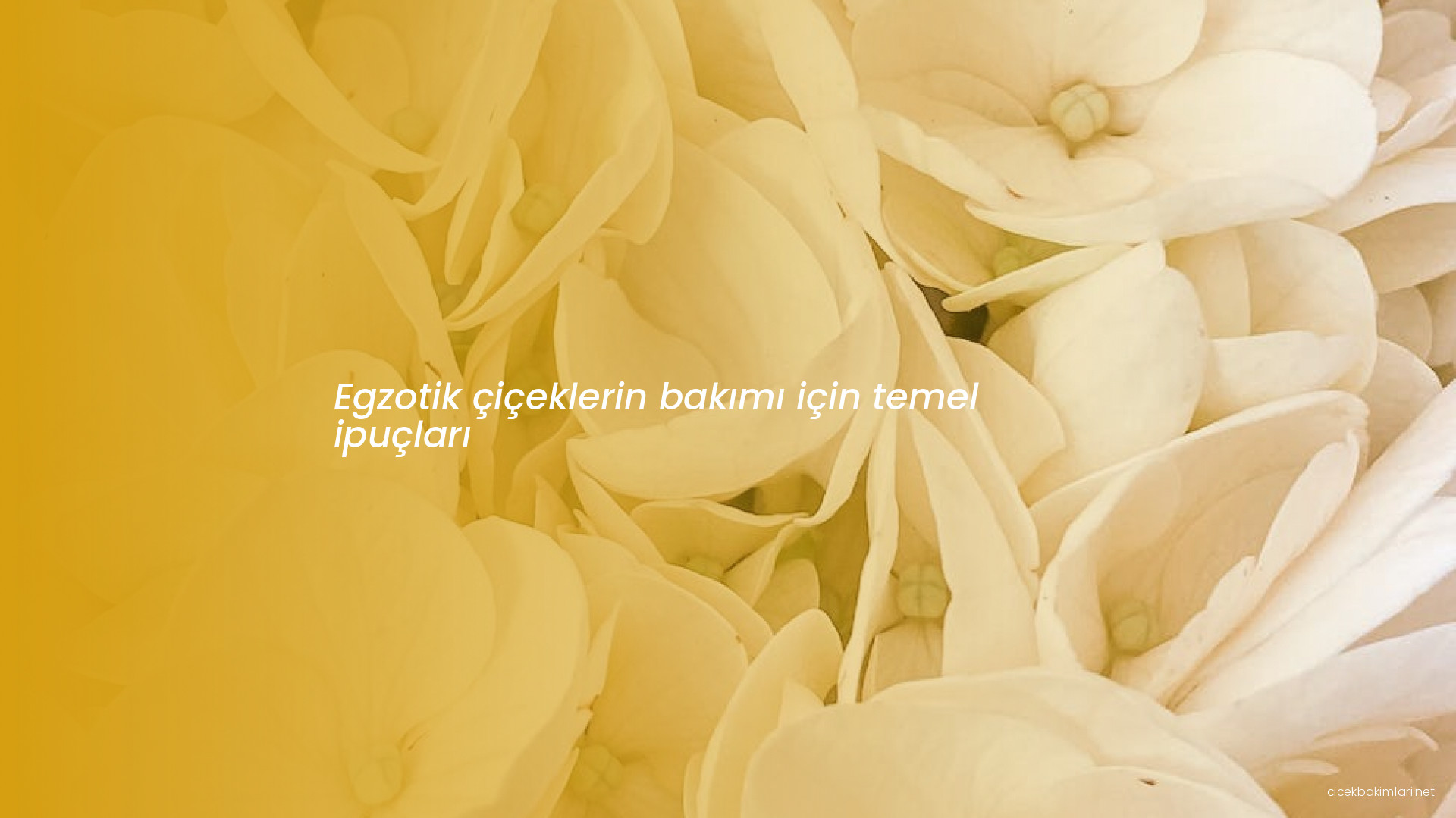 Egzotik çiçeklerin bakımı için temel ipuçları