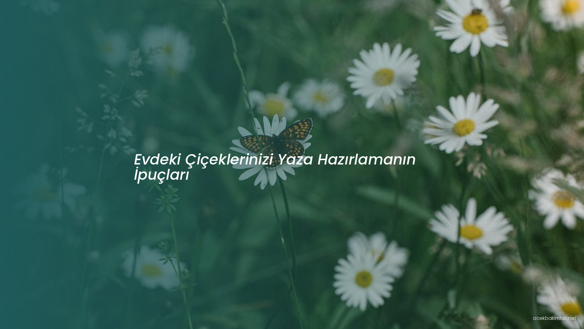 Evdeki Çiçeklerinizi Yaza Hazırlamanın İpuçları