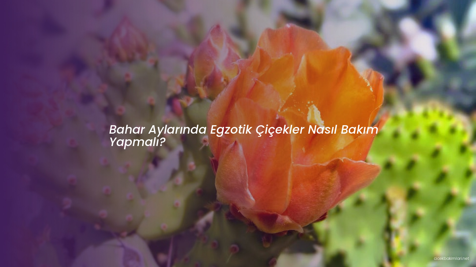 Bahar Aylarında Egzotik Çiçekler Nasıl Bakım Yapmalı?