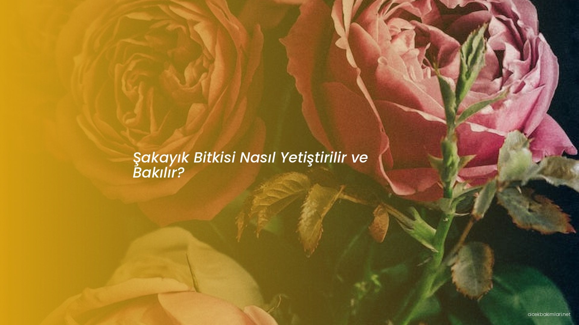 Şakayık Bitkisi Nasıl Yetiştirilir ve Bakılır?
