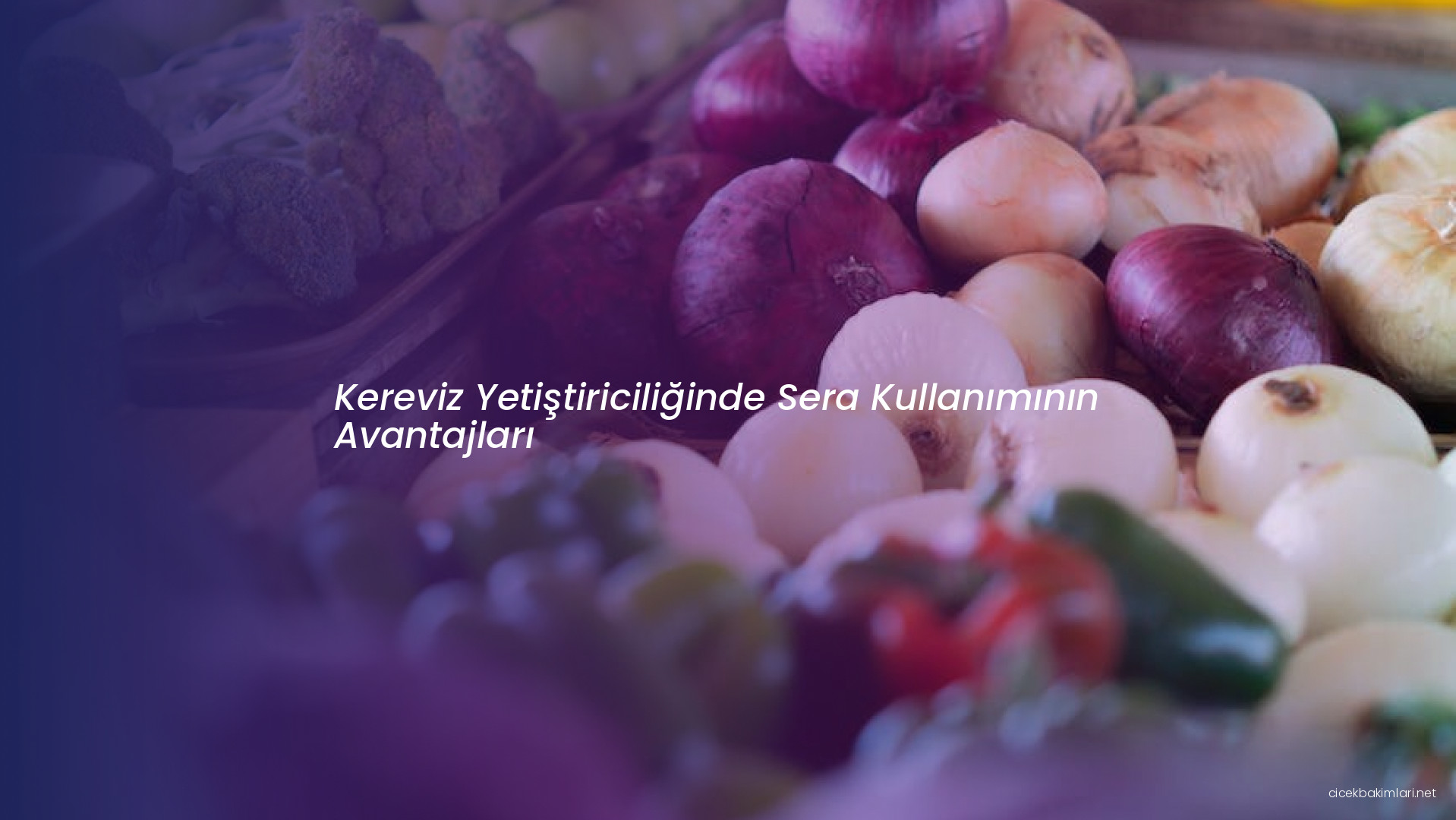 Kereviz Yetiştiriciliğinde Sera Kullanımının Avantajları