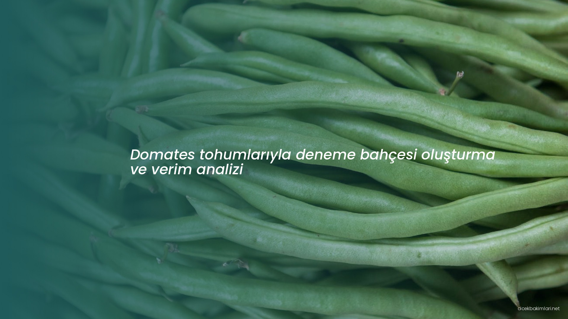 Domates tohumlarıyla deneme bahçesi oluşturma ve verim analizi