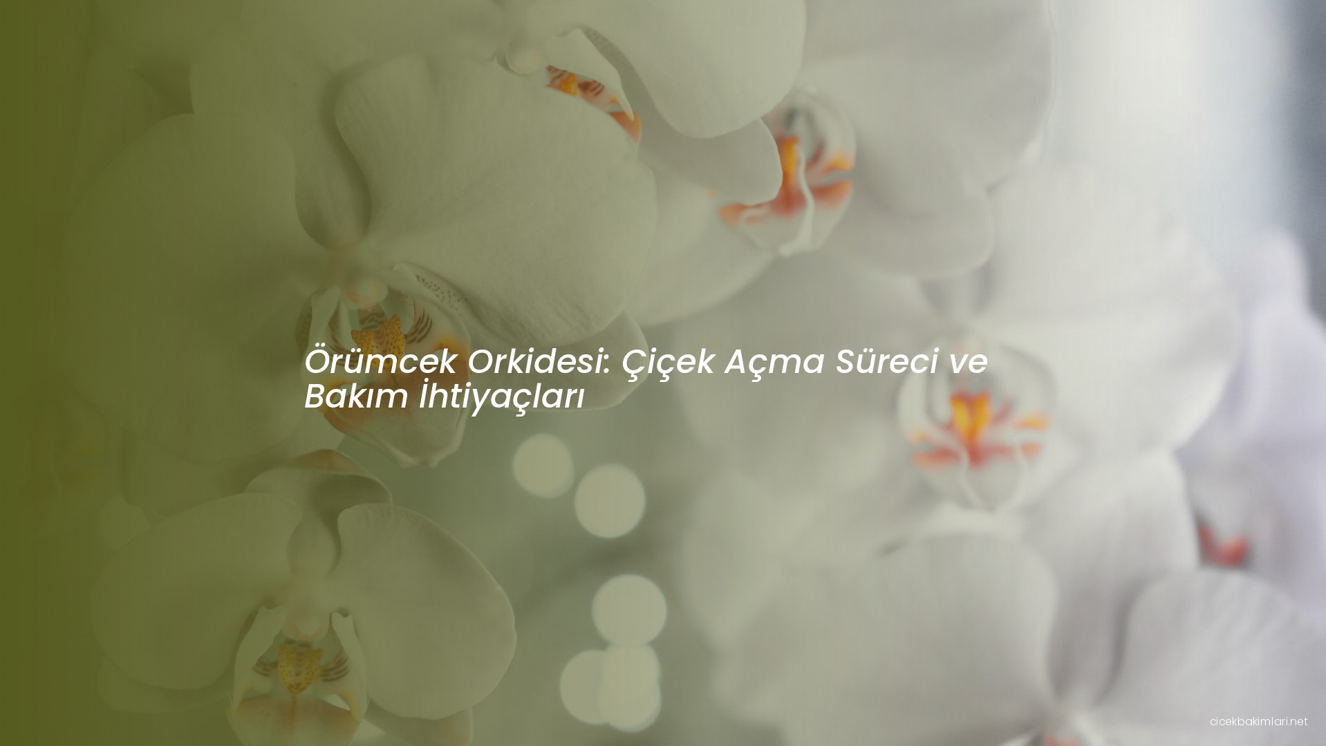 Örümcek Orkidesi: Çiçek Açma Süreci ve Bakım İhtiyaçları