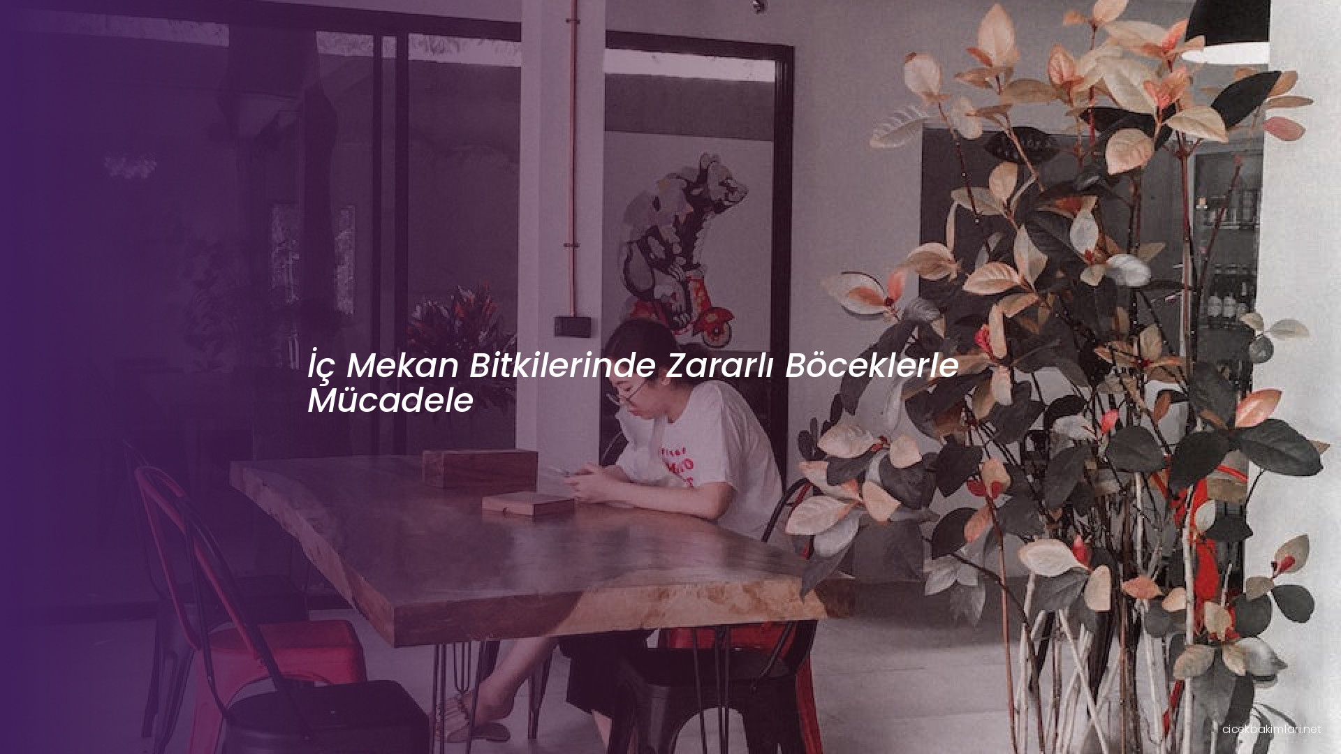 İç Mekan Bitkilerinde Zararlı Böceklerle Mücadele