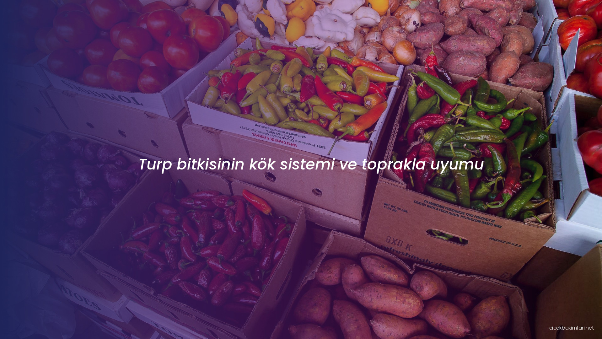 Turp bitkisinin kök sistemi ve toprakla uyumu