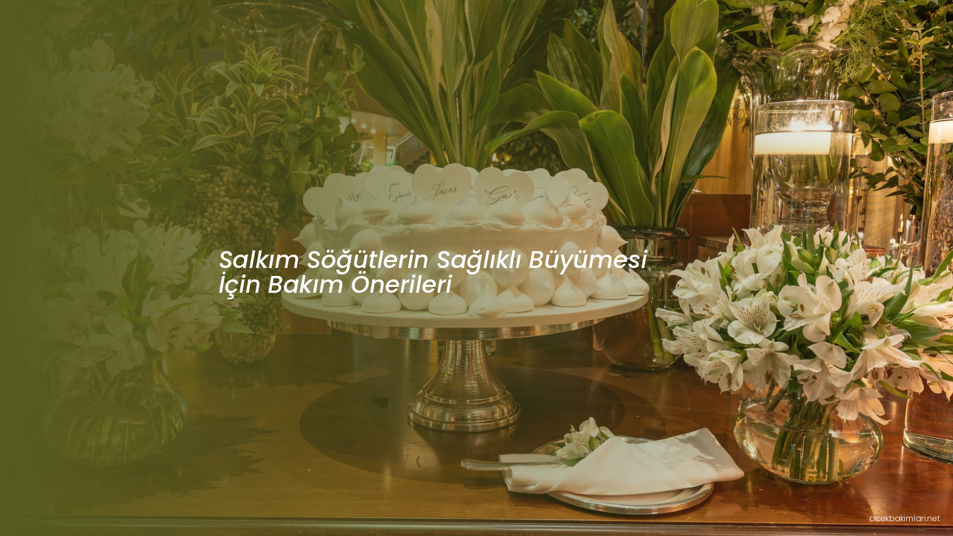 Salkım Söğütlerin Sağlıklı Büyümesi İçin Bakım Önerileri