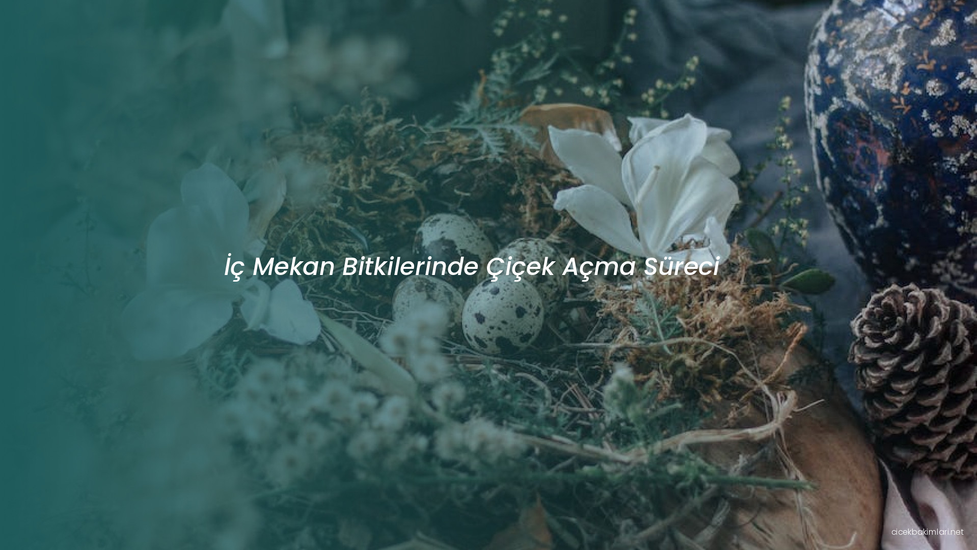 İç Mekan Bitkilerinde Çiçek Açma Süreci