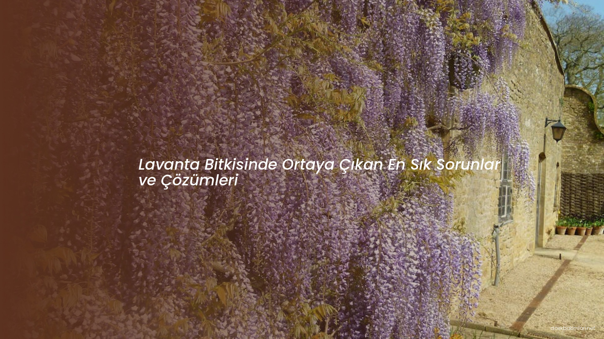 Lavanta Bitkisinde Ortaya Çıkan En Sık Sorunlar ve Çözümleri