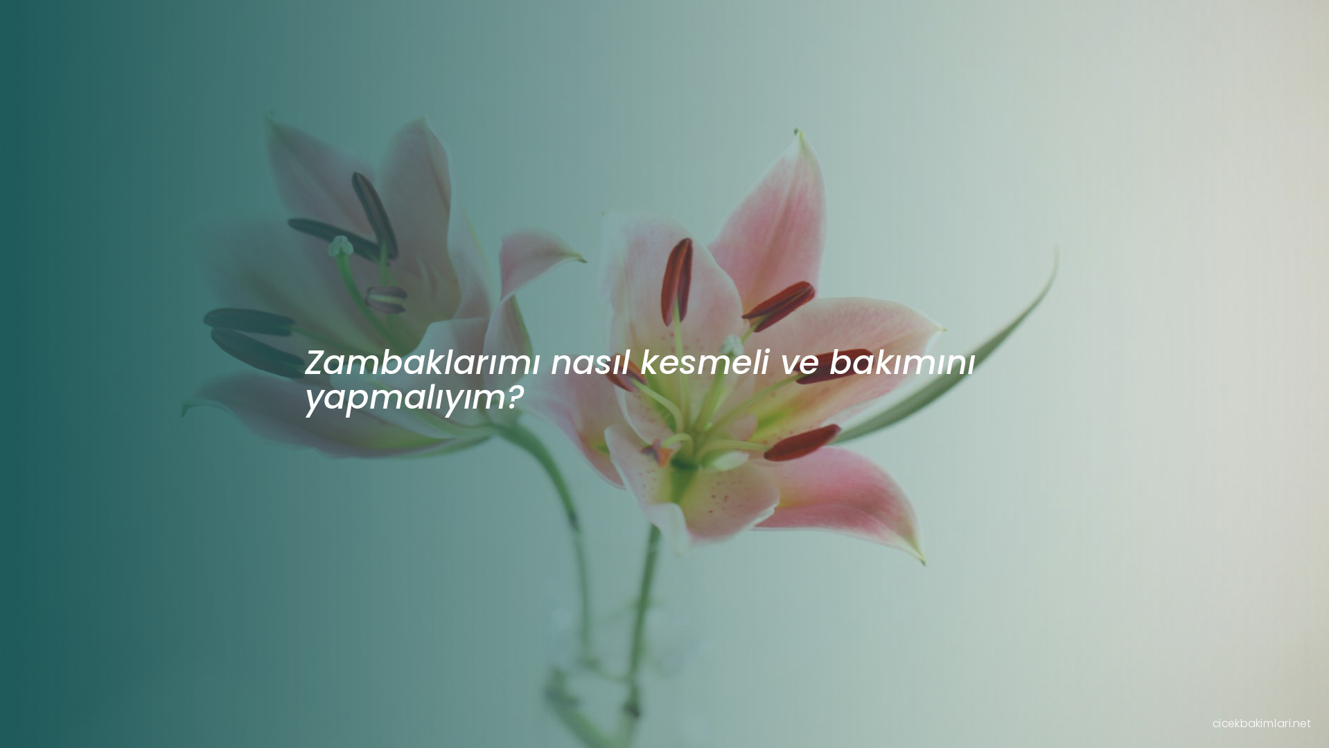 Zambaklarımı nasıl kesmeli ve bakımını yapmalıyım?