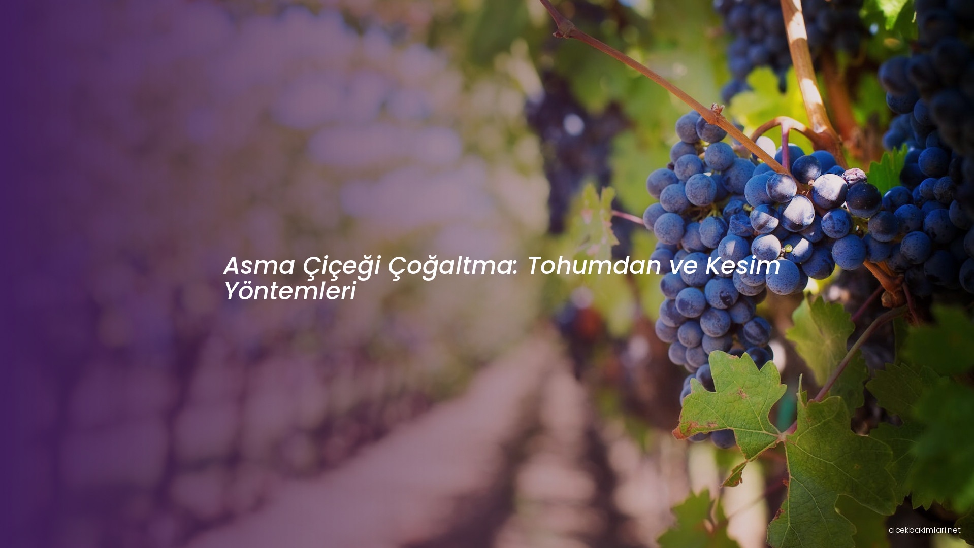 Asma Çiçeği Çoğaltma: Tohumdan ve Kesim Yöntemleri