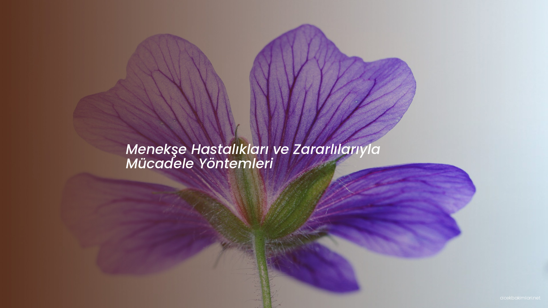 Menekşe Hastalıkları ve Zararlılarıyla Mücadele Yöntemleri