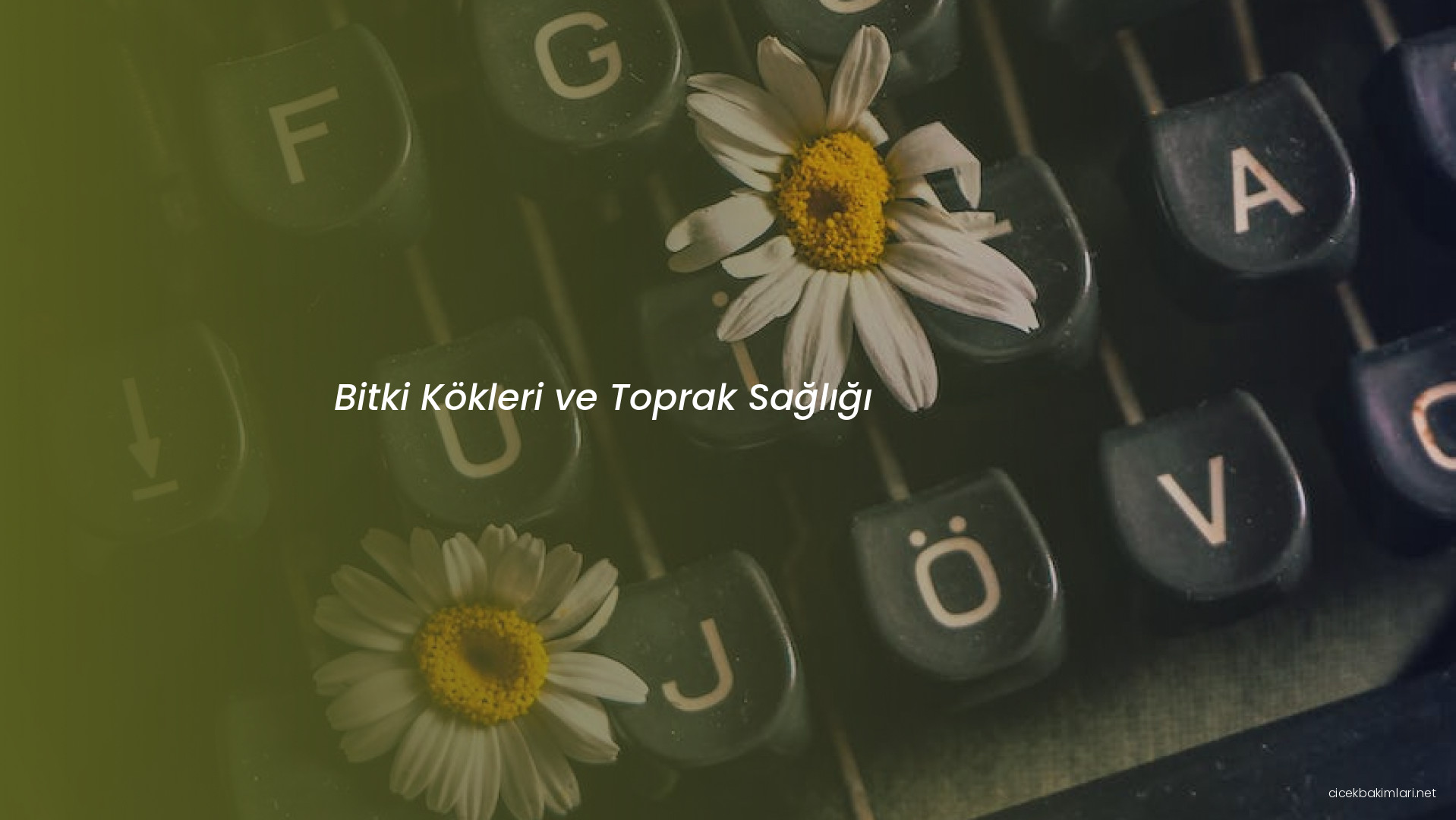 Bitki Kökleri ve Toprak Sağlığı